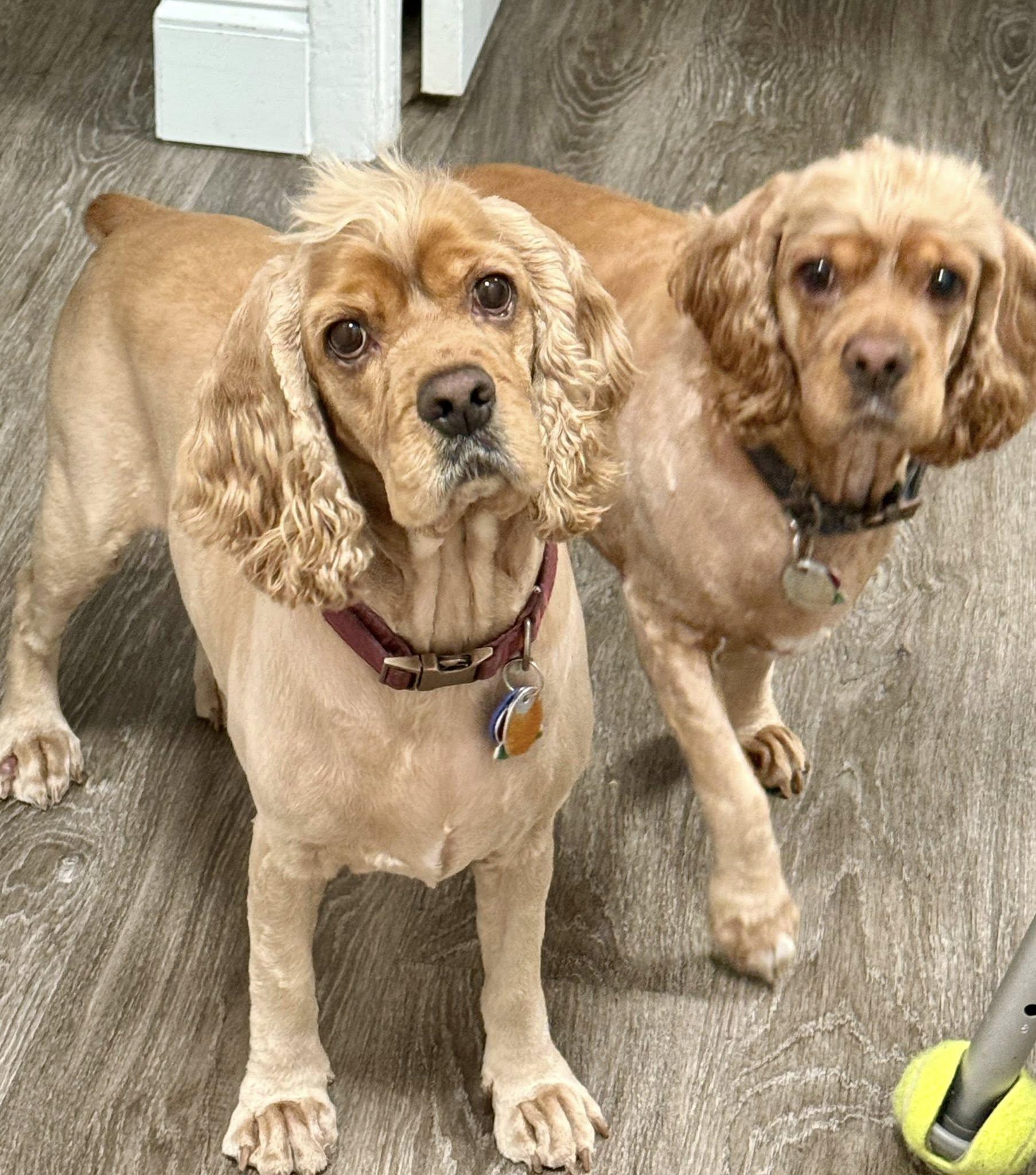 Enlarge Megan & Mia, an adopted Cocker Spaniel in Cape Coral, FL image 6/6