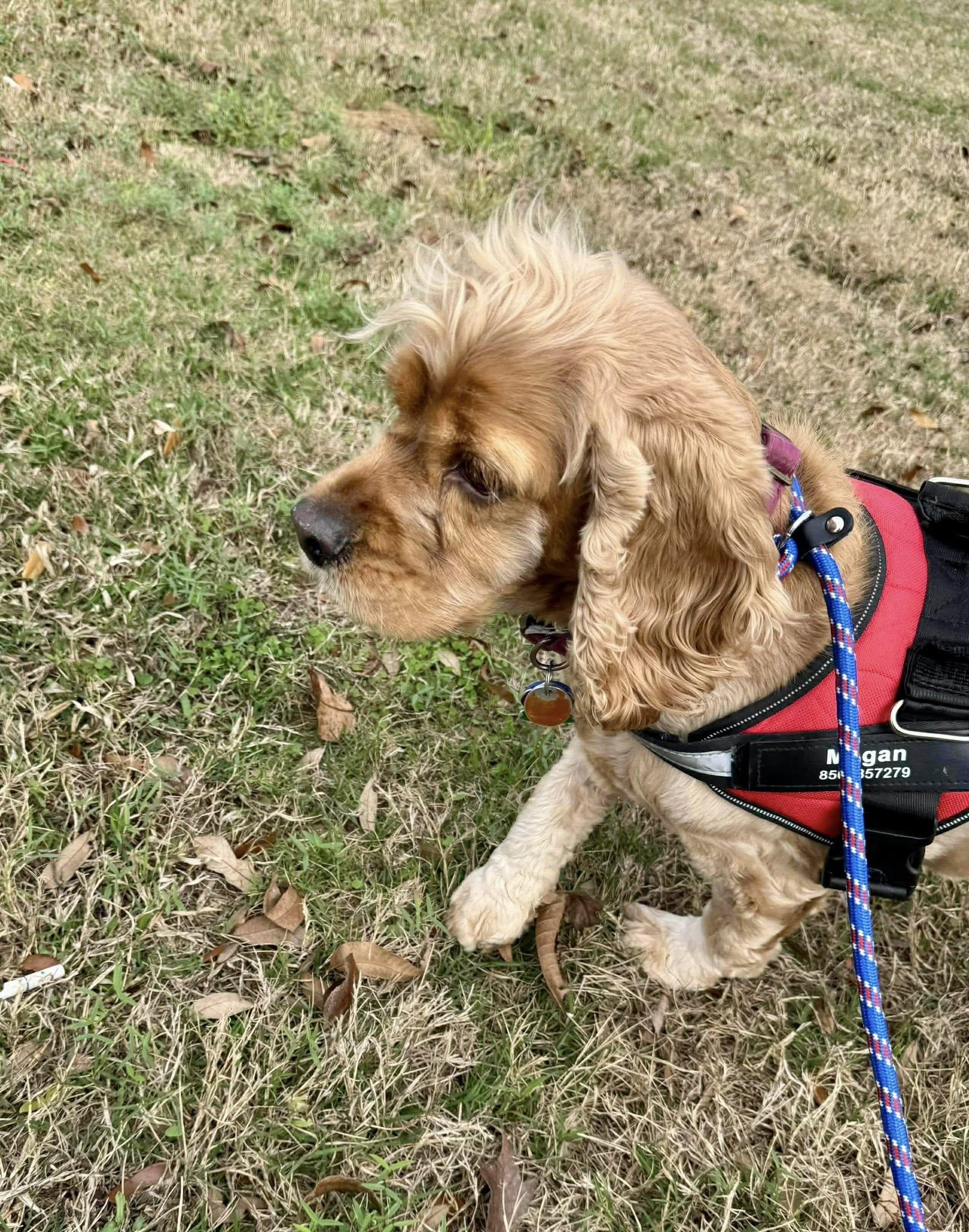 Enlarge Megan & Mia, an adopted Cocker Spaniel in Cape Coral, FL image 5/6