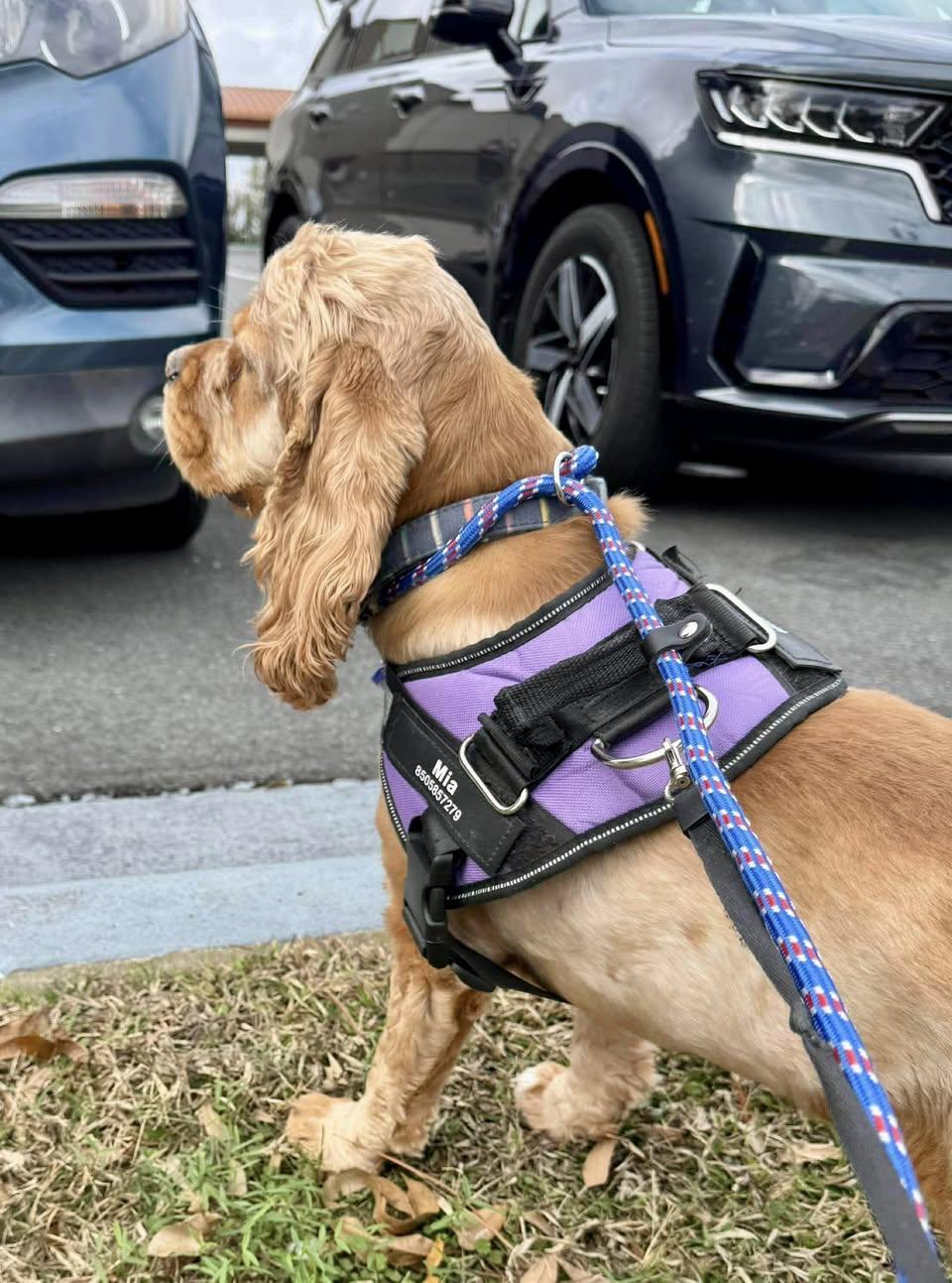 Enlarge Megan & Mia, an adopted Cocker Spaniel in Cape Coral, FL image 4/6