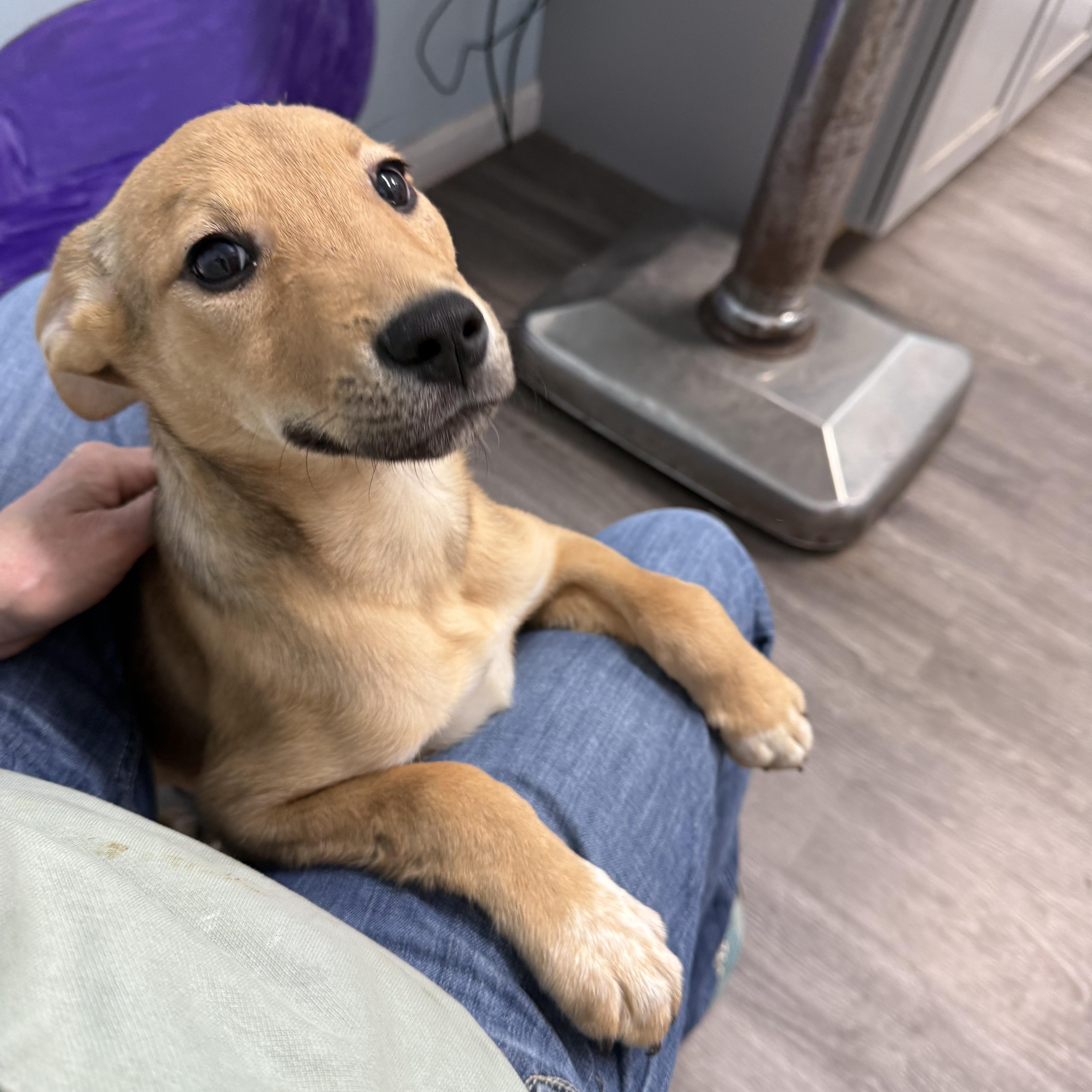 Enlarge Chase, a ADOPTABLE mixed breed in Carver, MA image 3/3