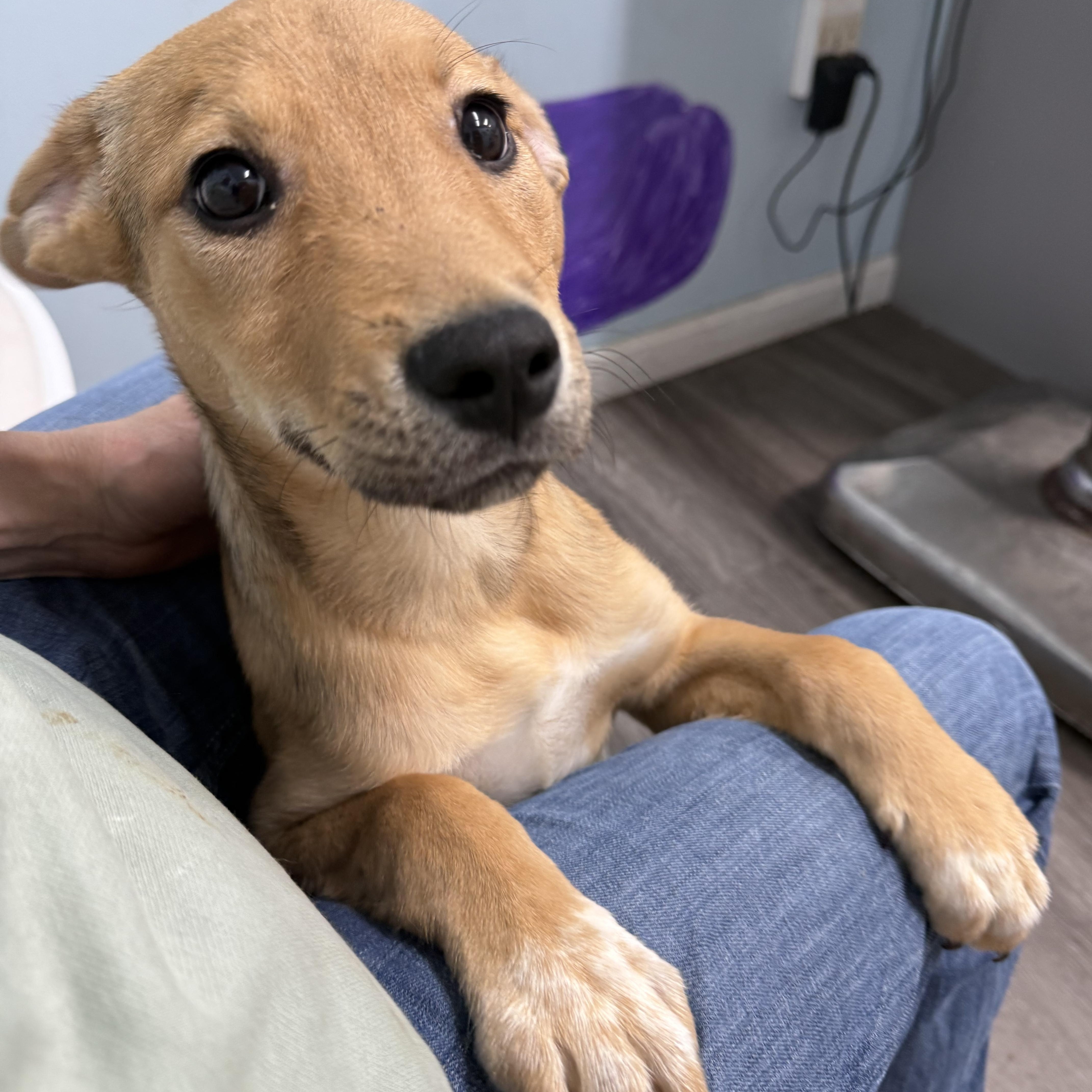 Enlarge Chase, a ADOPTABLE mixed breed in Carver, MA image 2/3