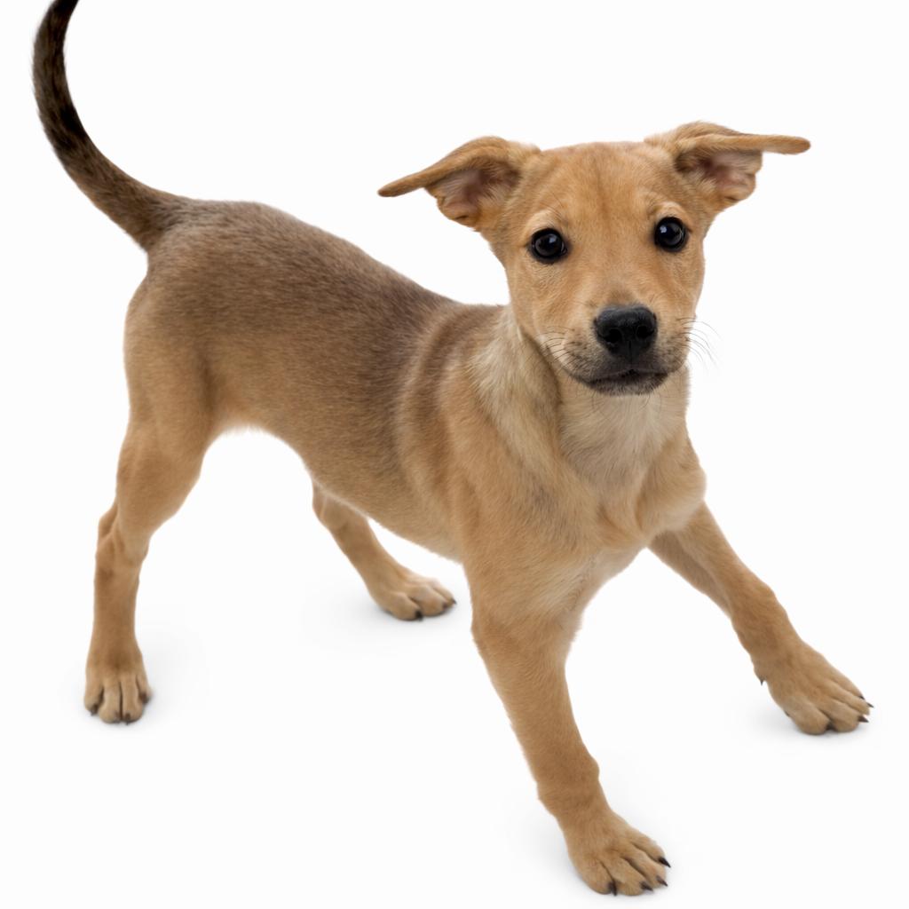 Enlarge Chase, a ADOPTABLE mixed breed in Carver, MA image 1/3