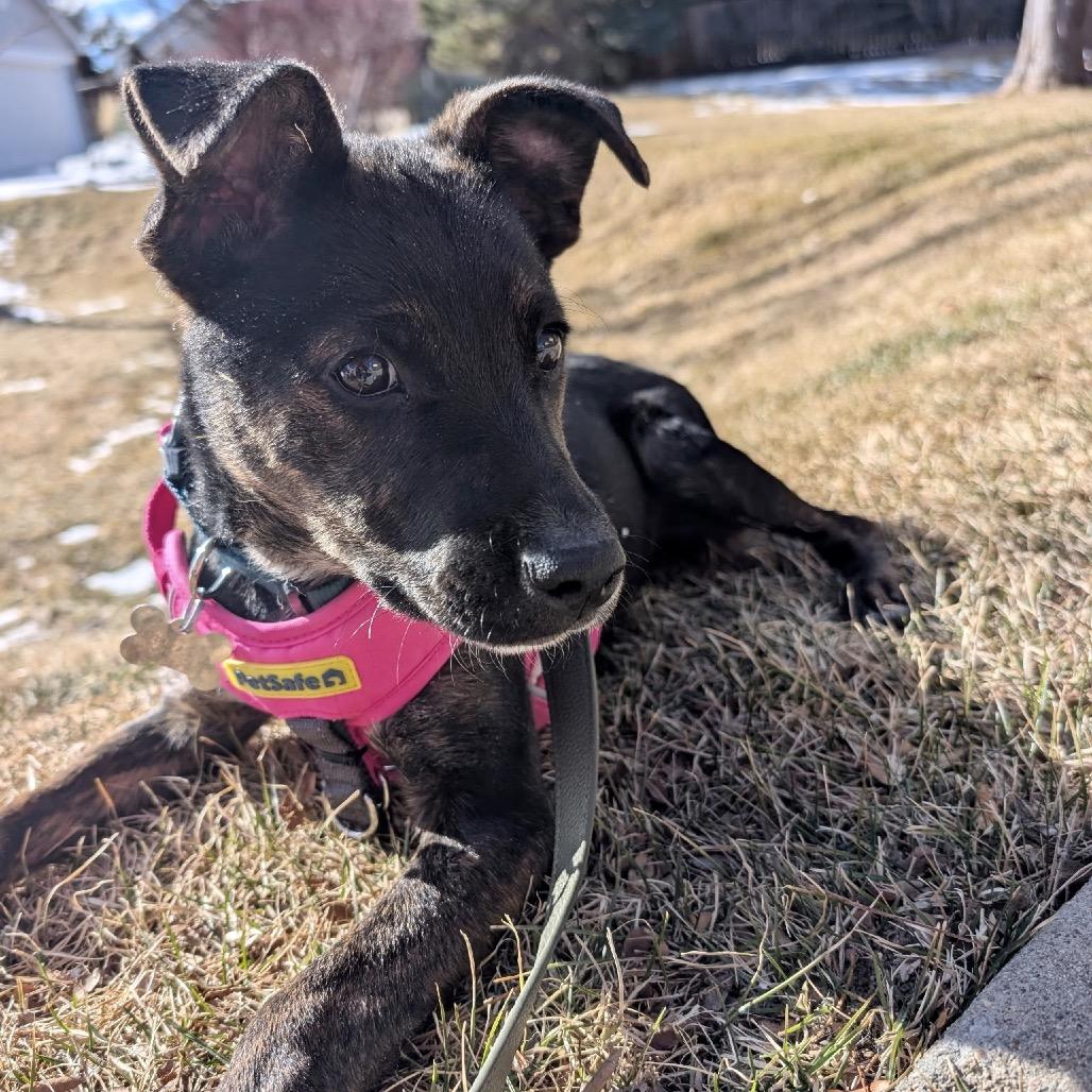 Honey Bunny, Adoptable, Puppy Female Pit Bull Terrier.