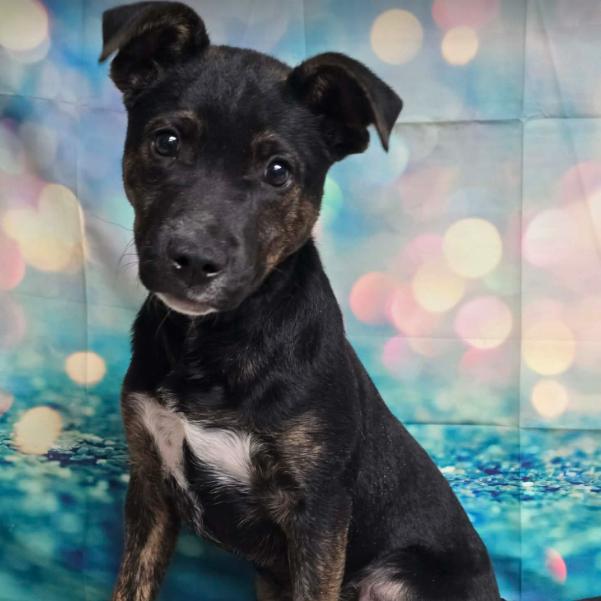 Enlarge Honey Bunny, a Adoptable mixed breed in Fort Collins, CO image 2/3