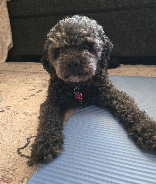 Charlie, Adoptable, Senior Male Poodle.
