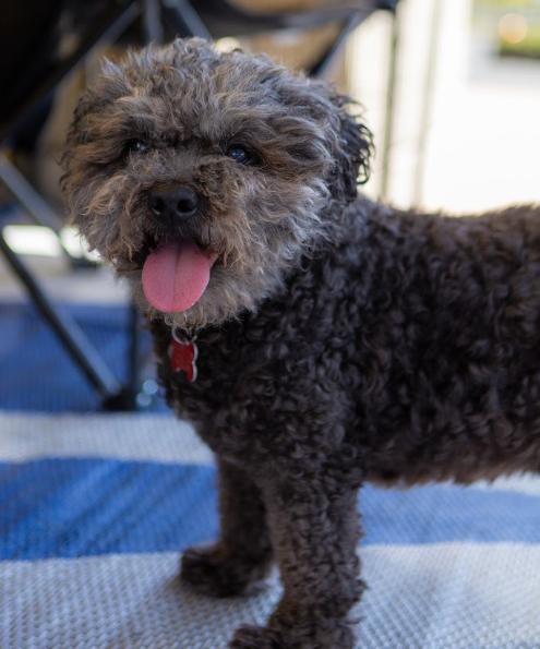 Enlarge Charlie, a Adoptable Poodle in San Diego, CA image 1/3