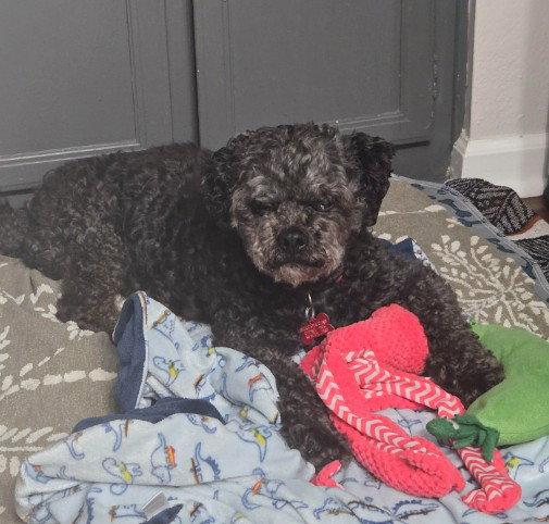 Enlarge Charlie, a Adoptable Poodle in San Diego, CA image 2/3