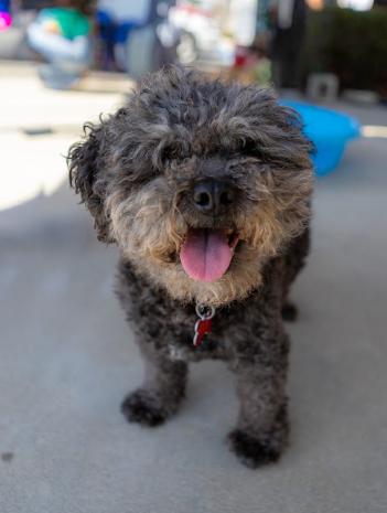 Enlarge Charlie, a Adoptable Poodle in San Diego, CA image 2/3