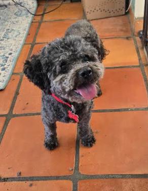 Charlie, a Adoptable Poodle in San Diego, CA image 2/3