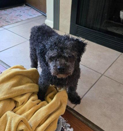 Enlarge Charlie, a Adoptable Poodle in San Diego, CA image 3/3