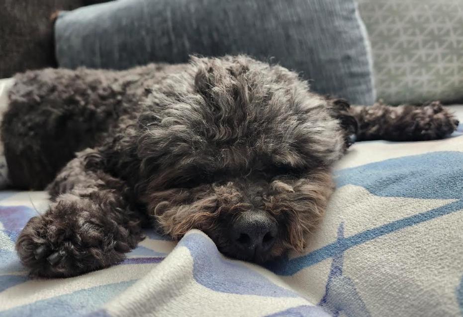 Charlie, a Adoptable Poodle in San Diego, CA image 3/3