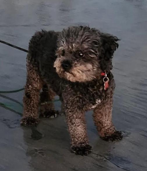 Enlarge Charlie, a Adoptable Poodle in San Diego, CA image 3/3