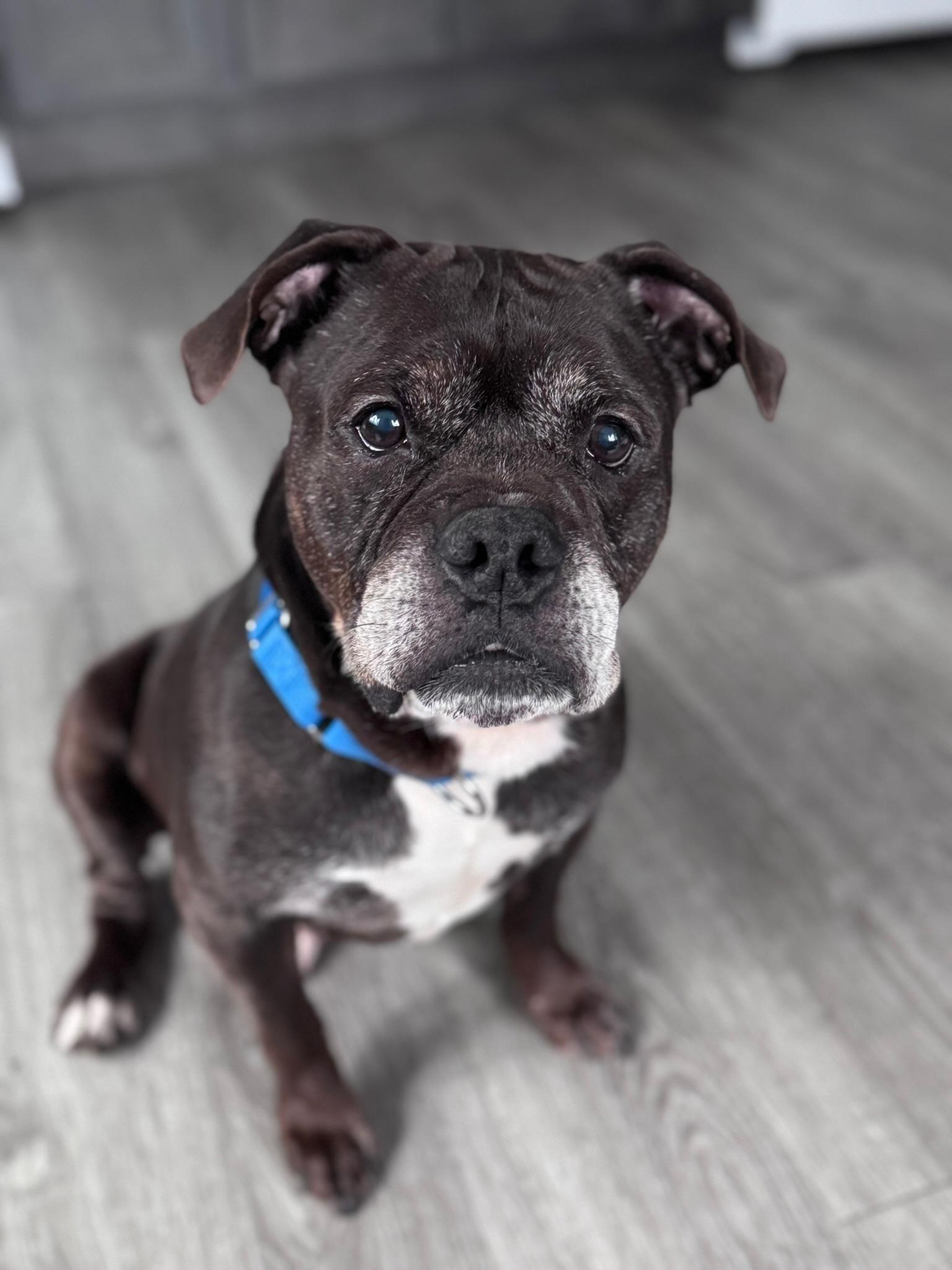 Enlarge Ozzy, a ADOPTABLE Mixed Breed in Ridgewood, NY image 5/6