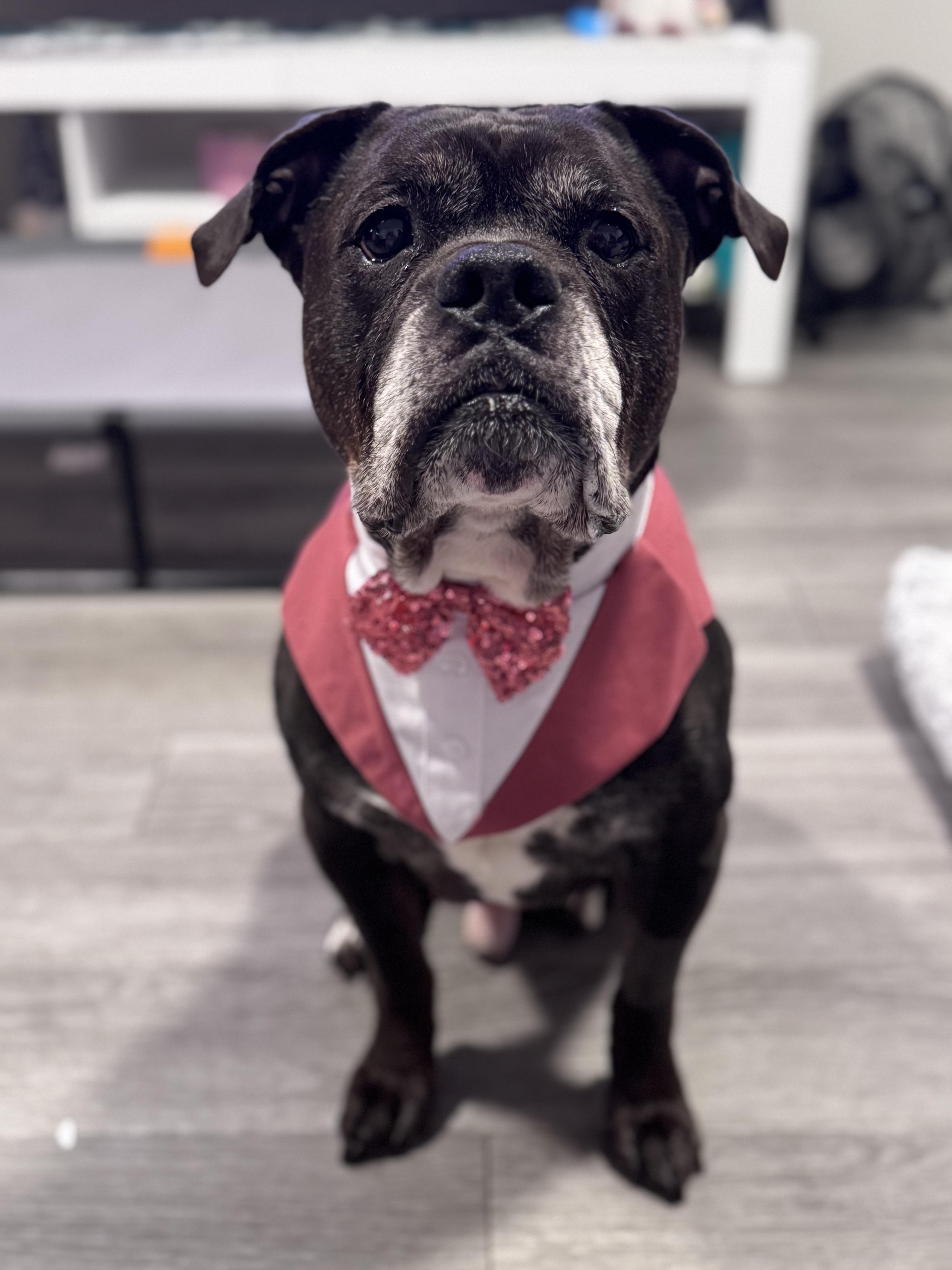 Enlarge Ozzy, a ADOPTABLE Mixed Breed in Ridgewood, NY image 3/6