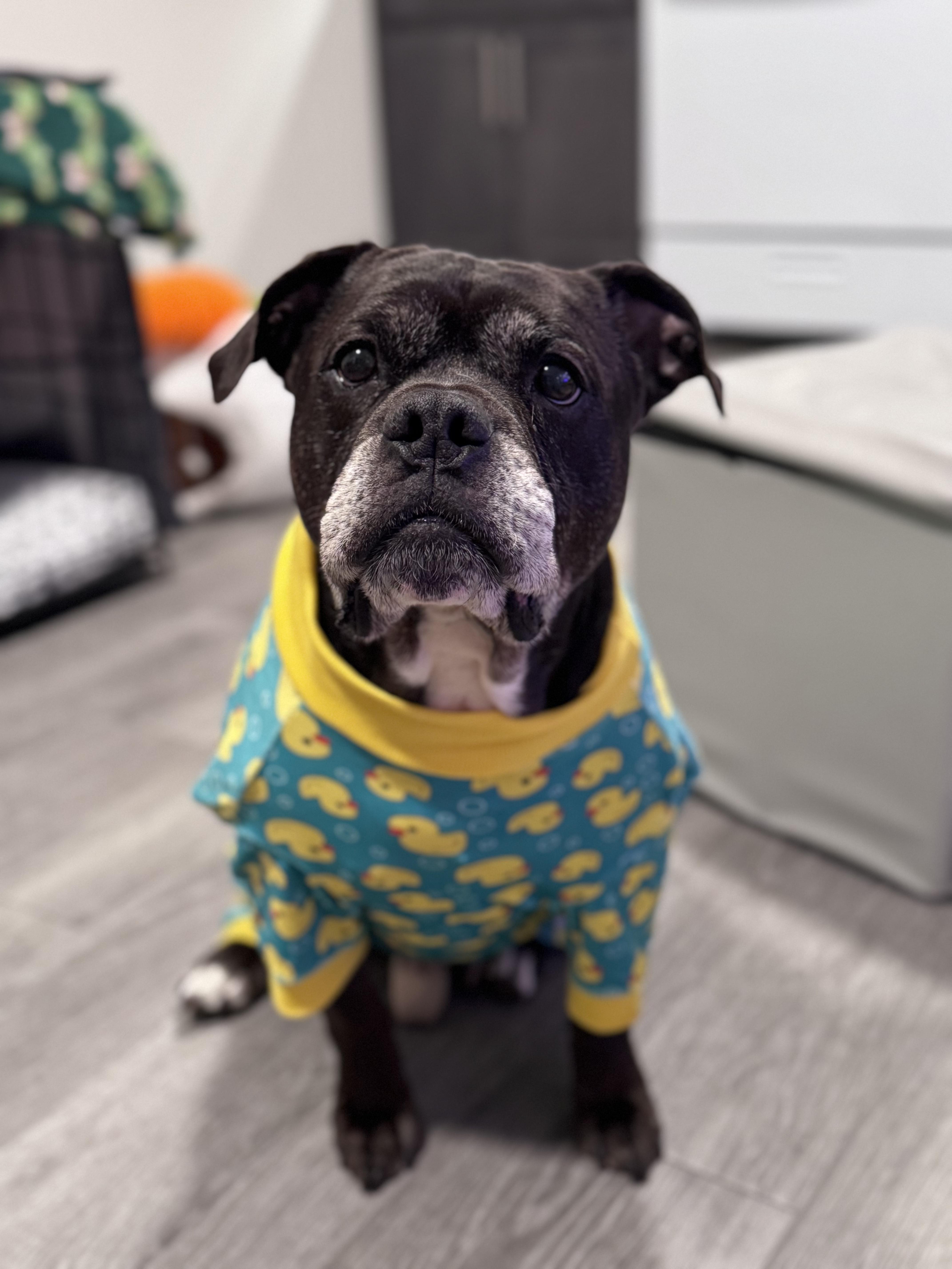 Enlarge Ozzy, a ADOPTABLE Mixed Breed in Ridgewood, NY image 6/6