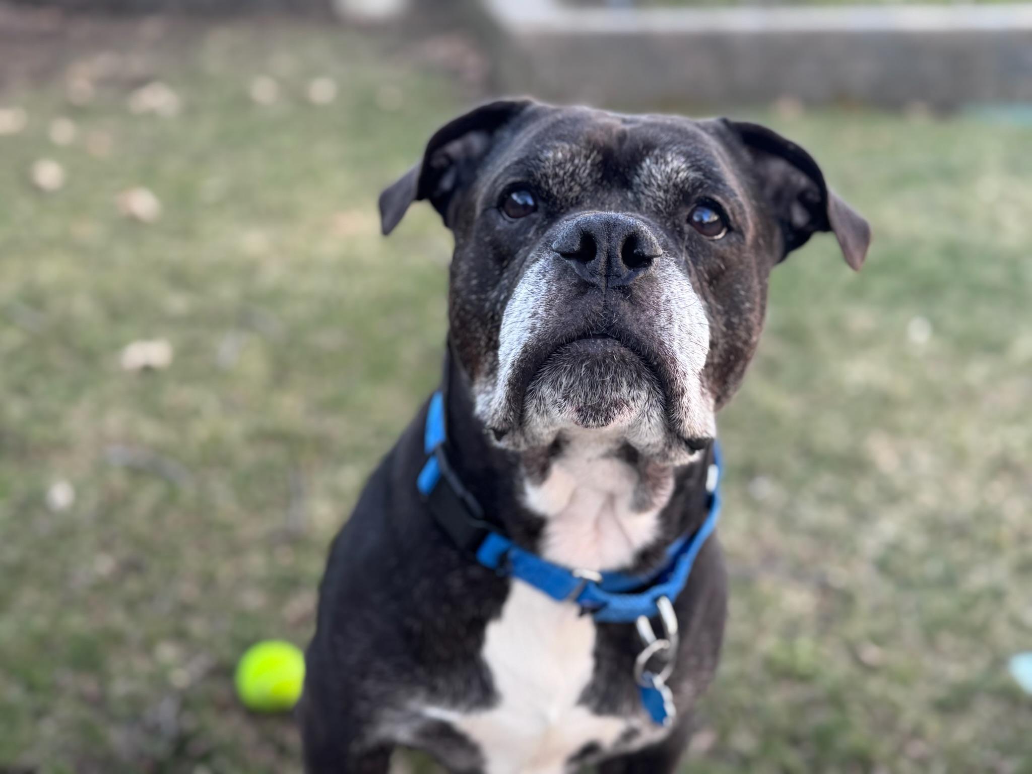 Ozzy, ADOPTABLE, Senior Male Mixed Breed.