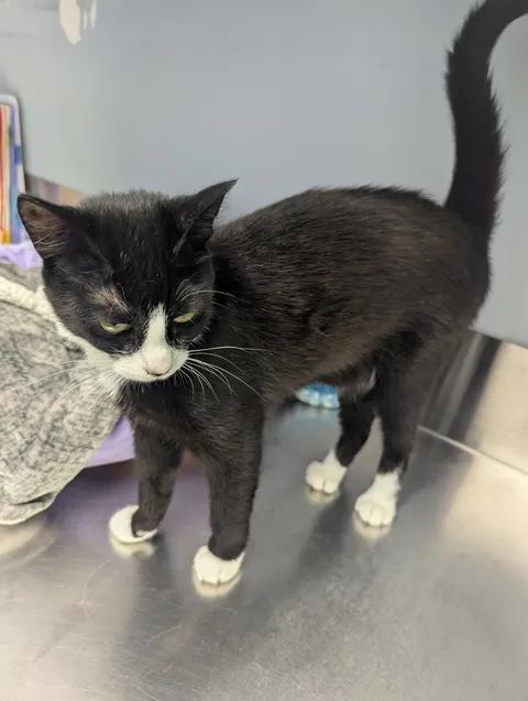 Harper, a Adoptable Domestic Short Hair in Brooks, AB image 4/6