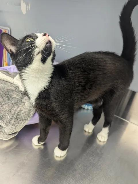 Harper, a Adoptable Domestic Short Hair in Brooks, AB image 3/6