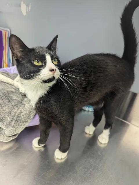 Harper, a Adoptable Domestic Short Hair in Brooks, AB image 6/6