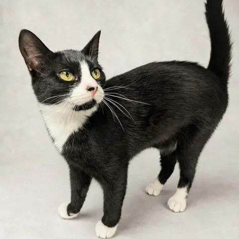 Harper, Adoptable, Adult Female Domestic Short Hair.