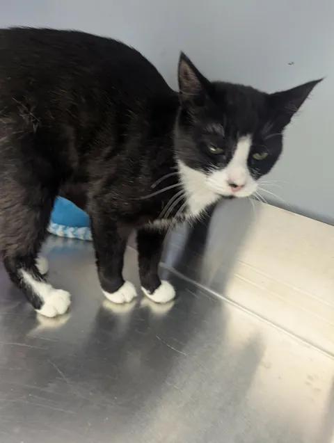 Harper, a Adoptable Domestic Short Hair in Brooks, AB image 5/6