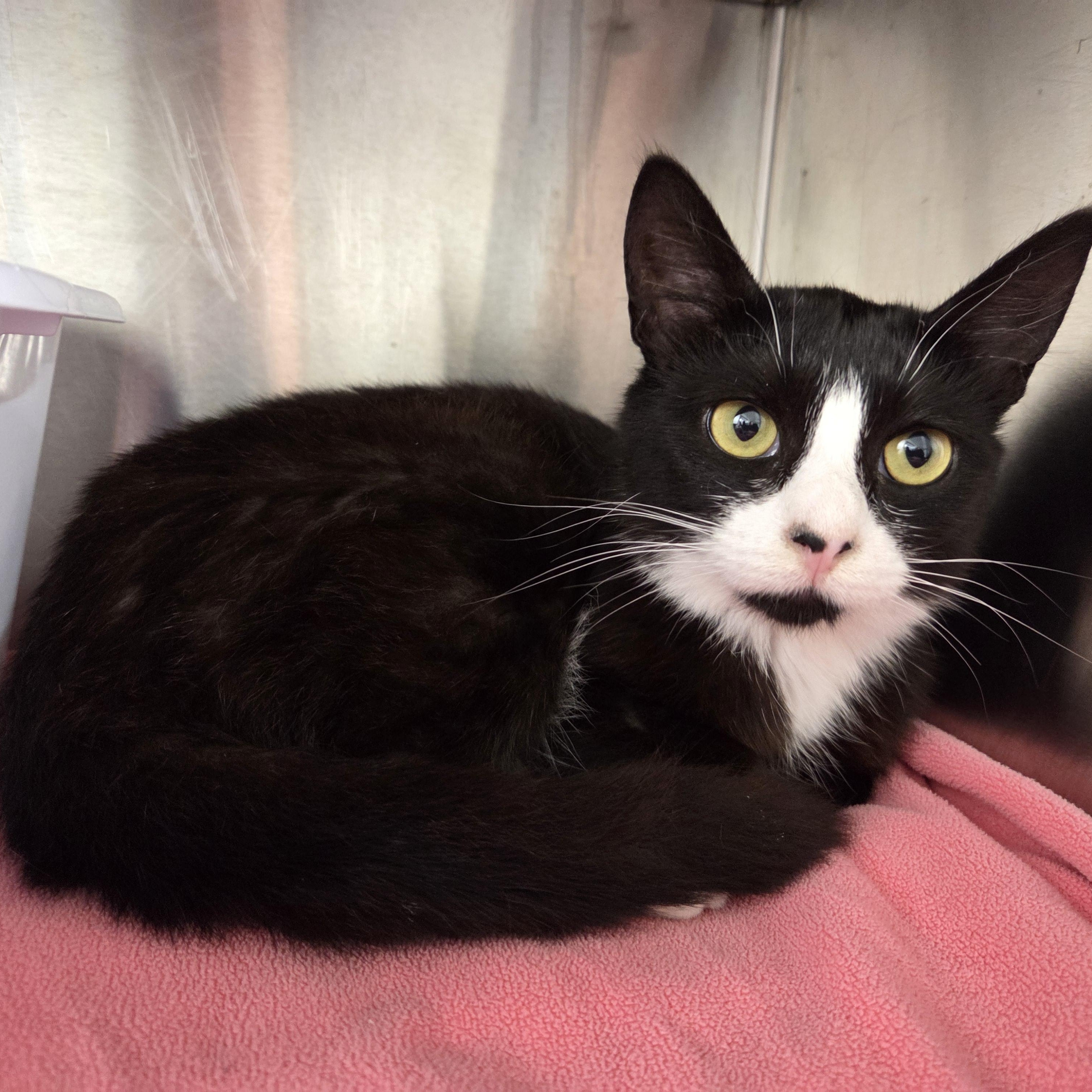 Harper, a Adoptable Domestic Short Hair in Brooks, AB image 2/6
