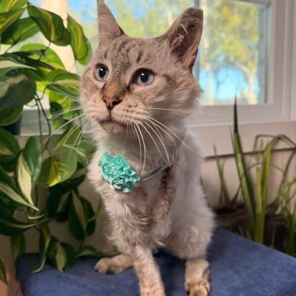 Mystery Cusimano — thumbnail 2