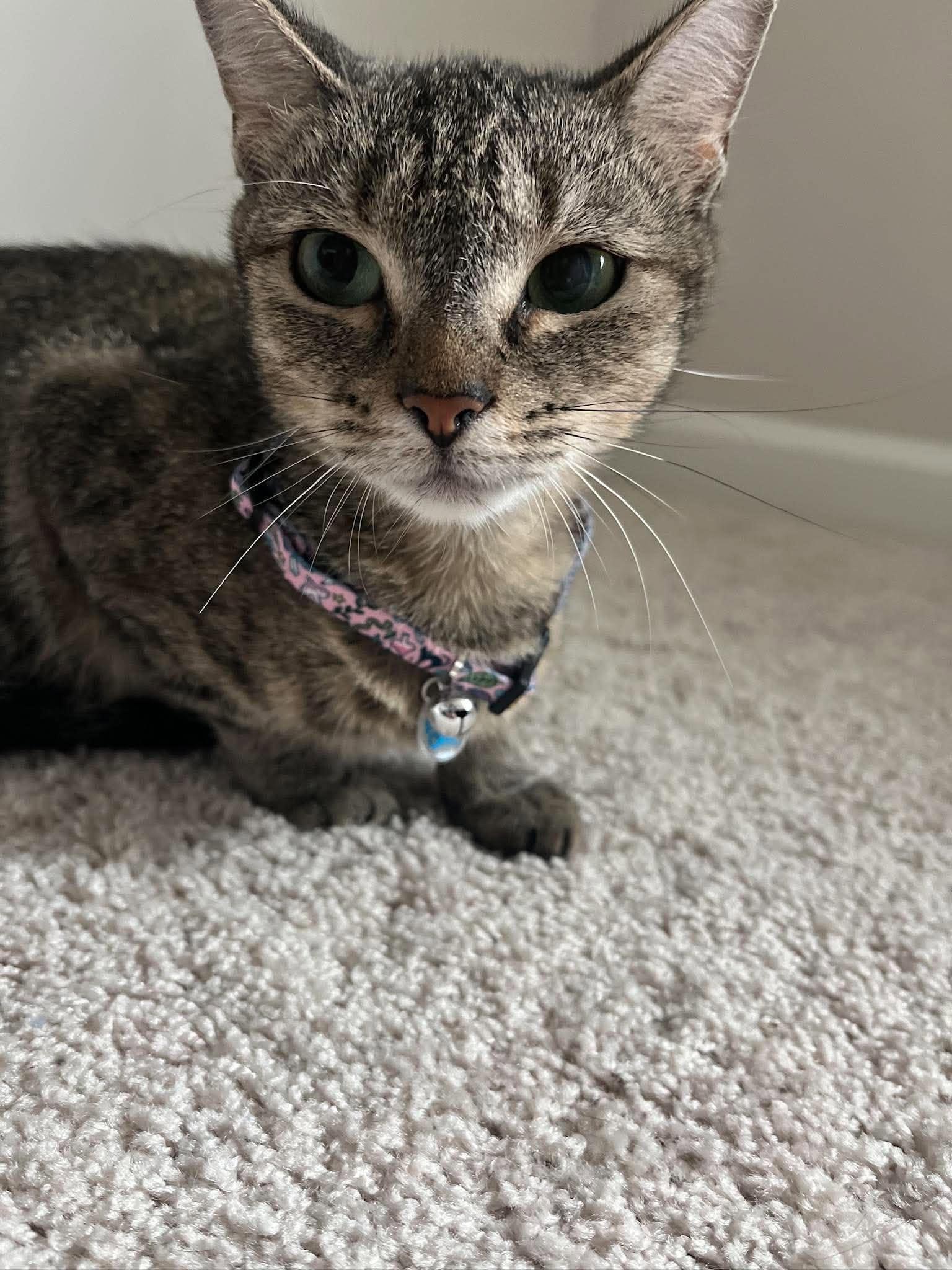 Enlarge Sarabi, a Adoptable Domestic Short Hair in Mount Pleasant, SC image 1/2