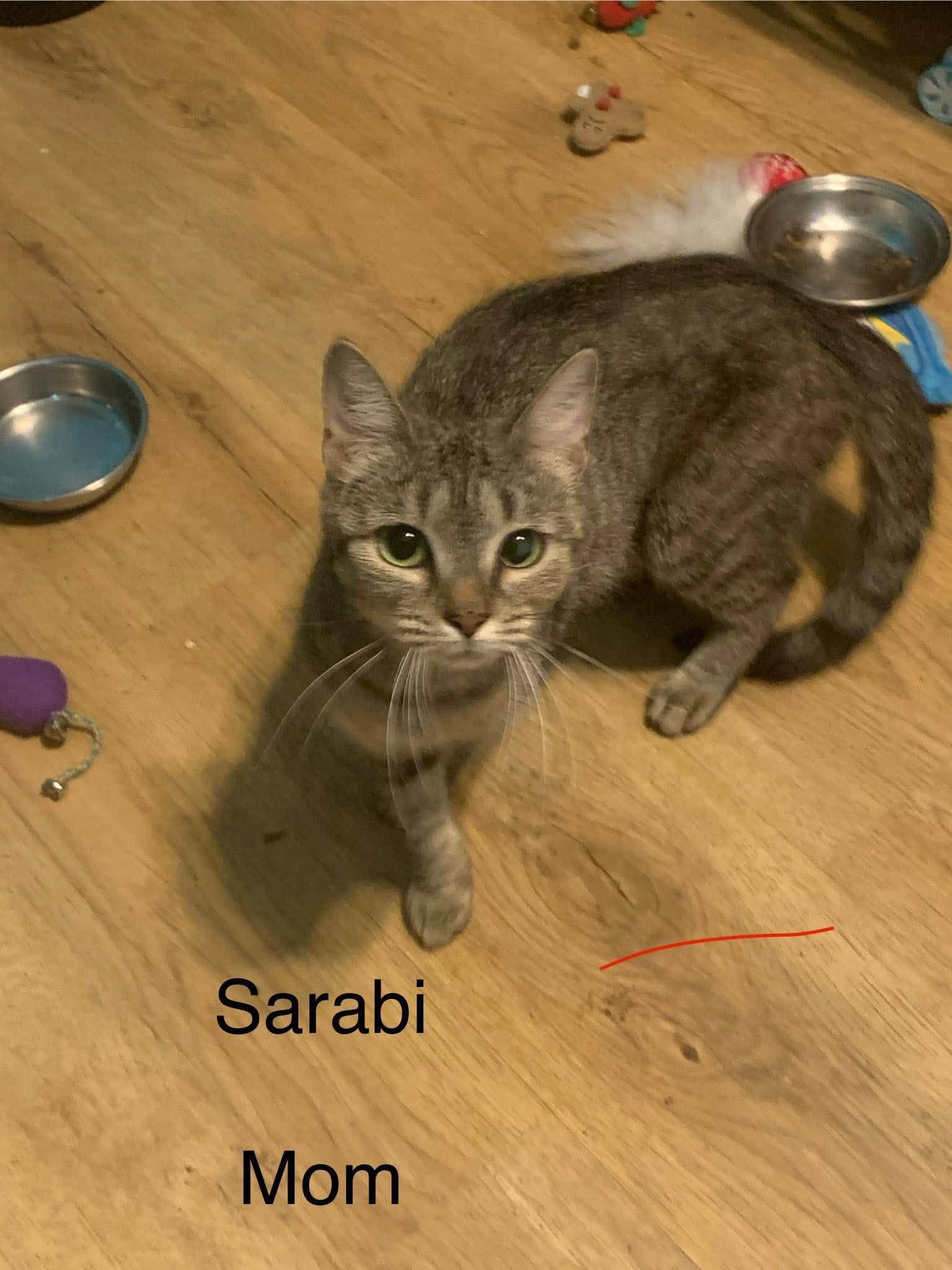 Enlarge Sarabi, a Adoptable Domestic Short Hair in Mount Pleasant, SC image 2/2