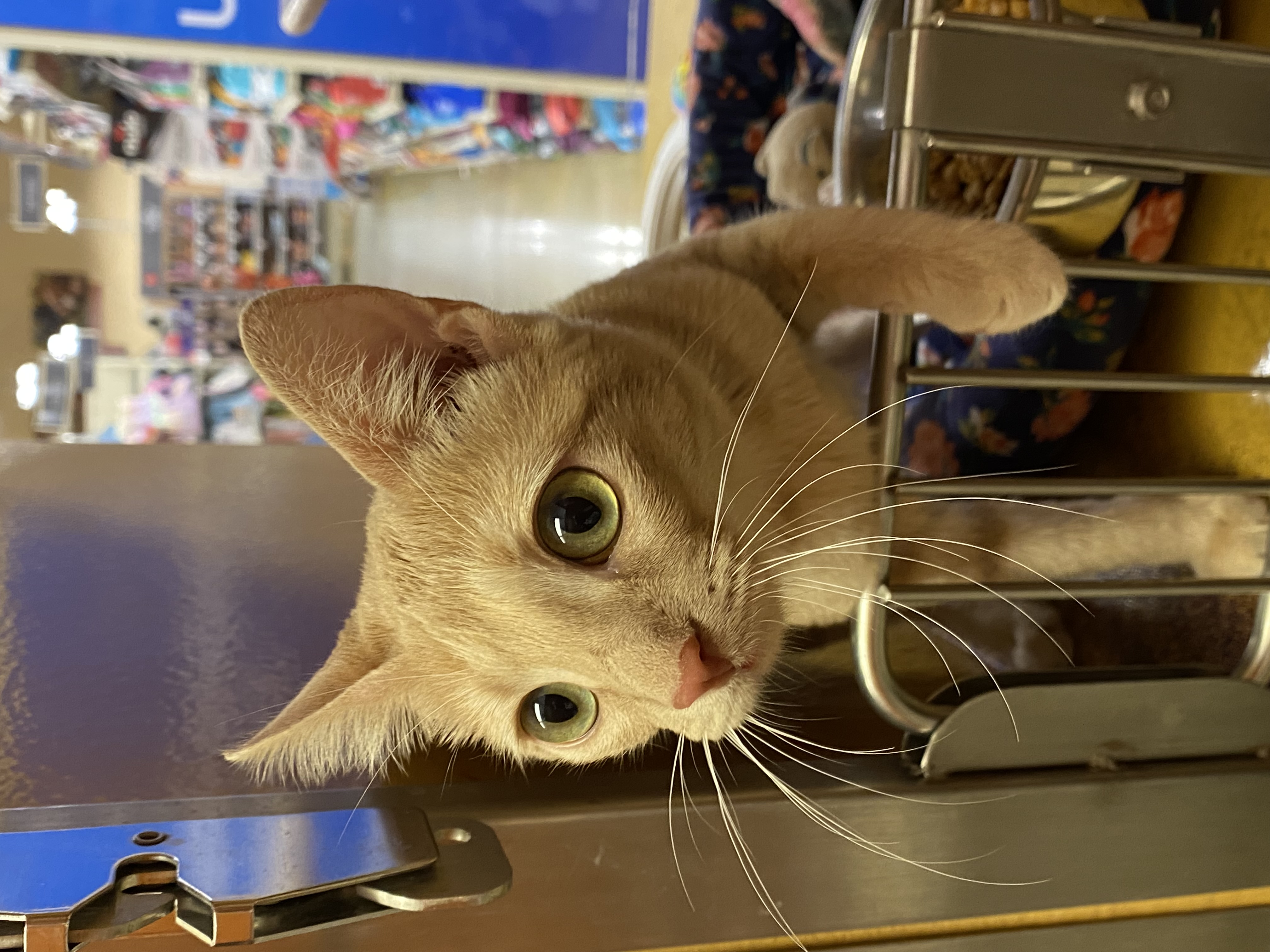 Buffy, Adoptable, Young Female Domestic Short Hair.