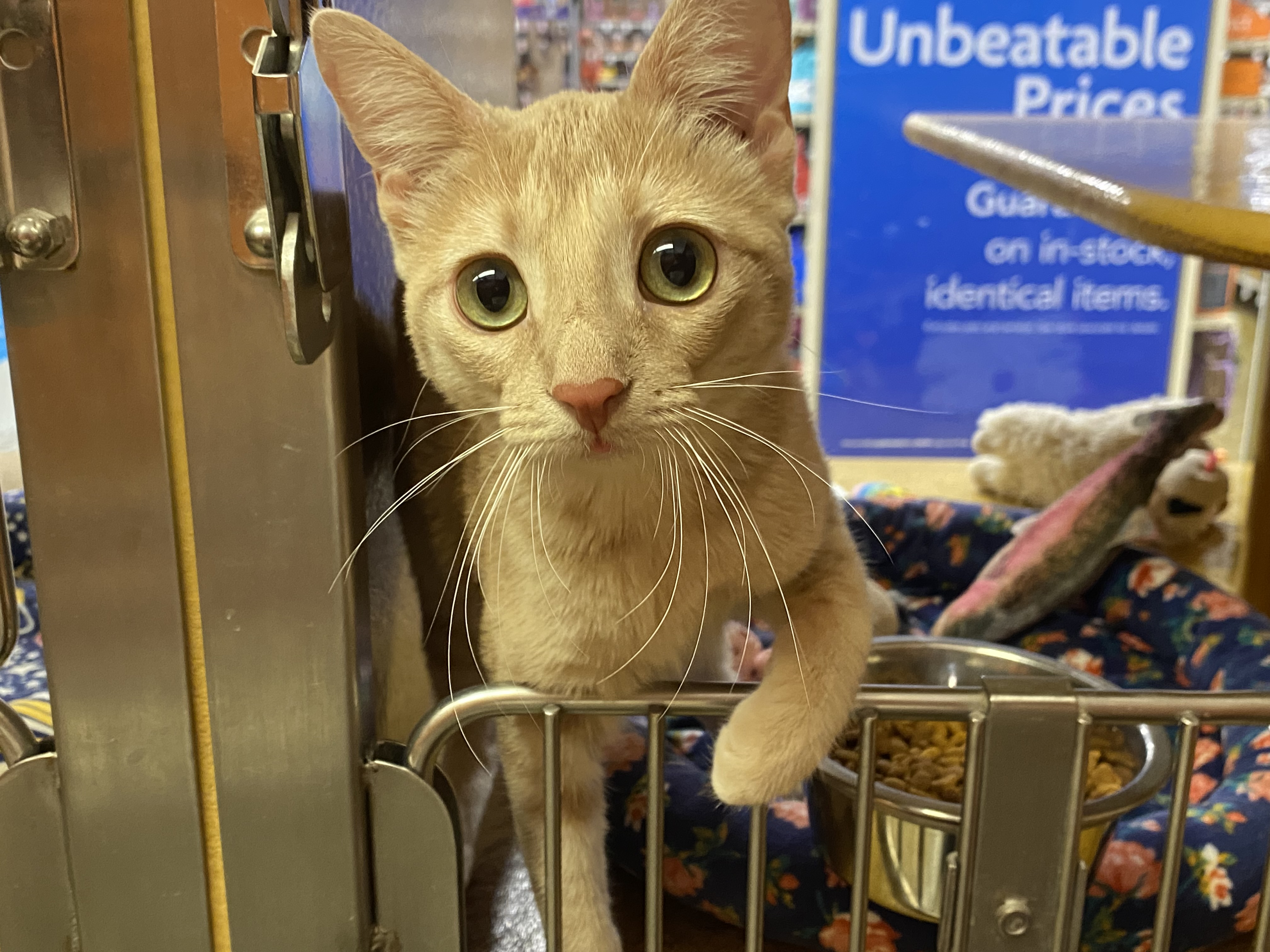 Buffy, a Adoptable Domestic Short Hair image 4/5