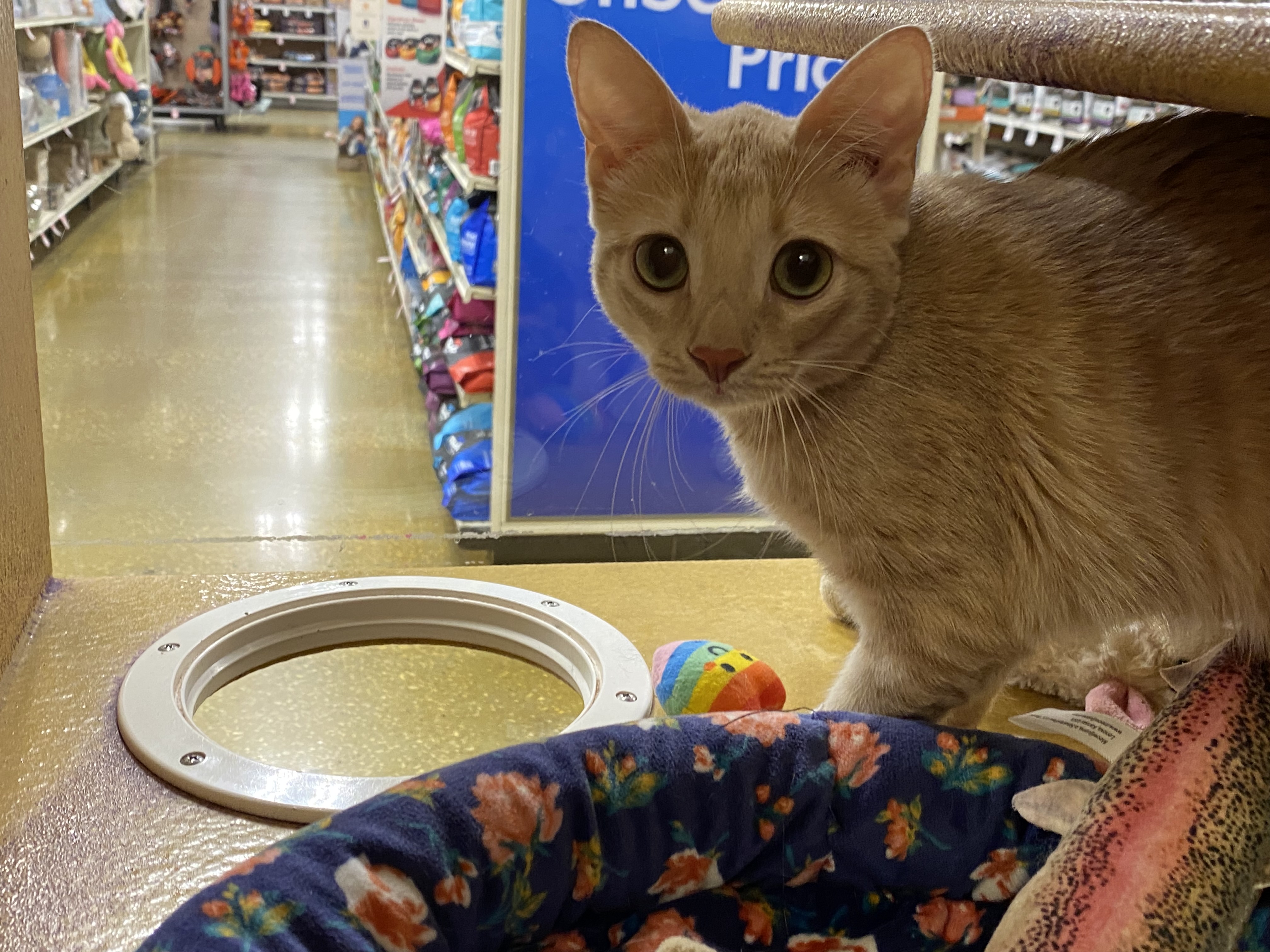 Buffy, a Adoptable Domestic Short Hair image 5/5