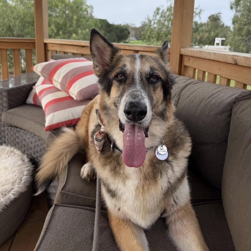 Novi — thumbnail 2