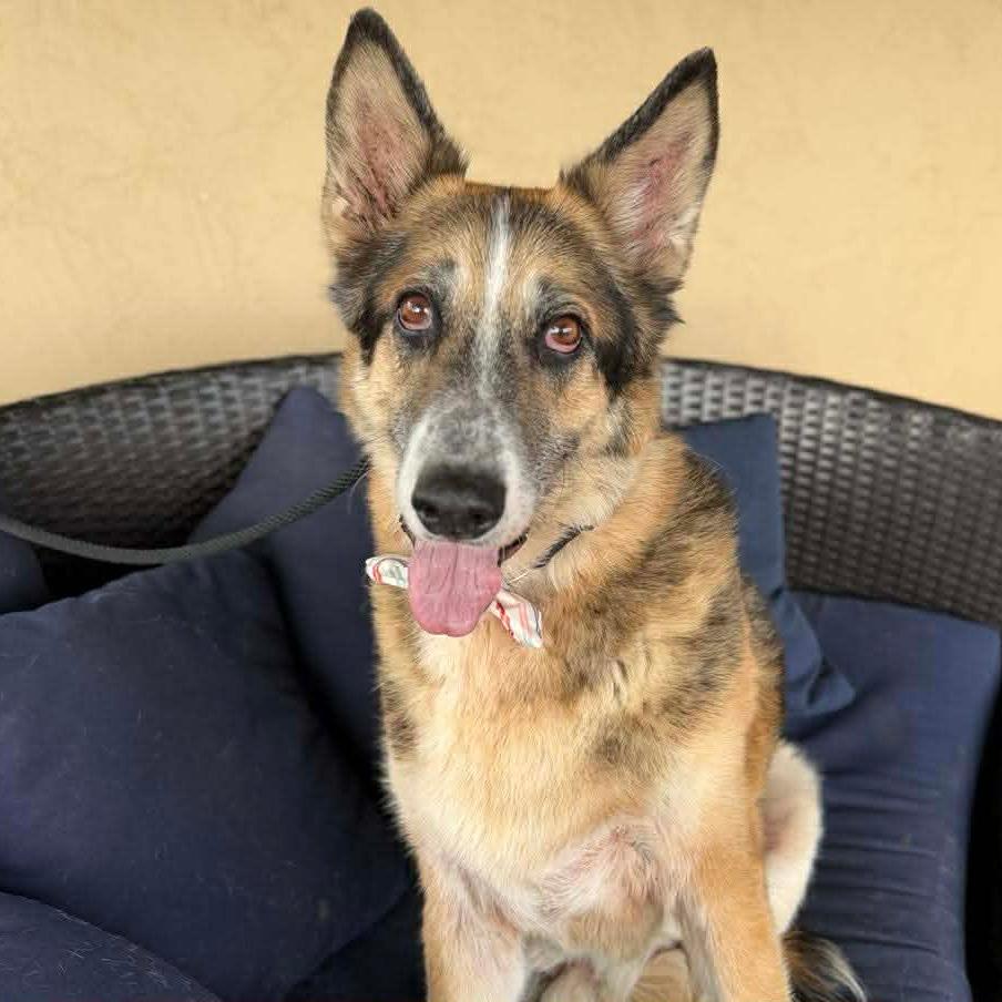 Novi — thumbnail 3