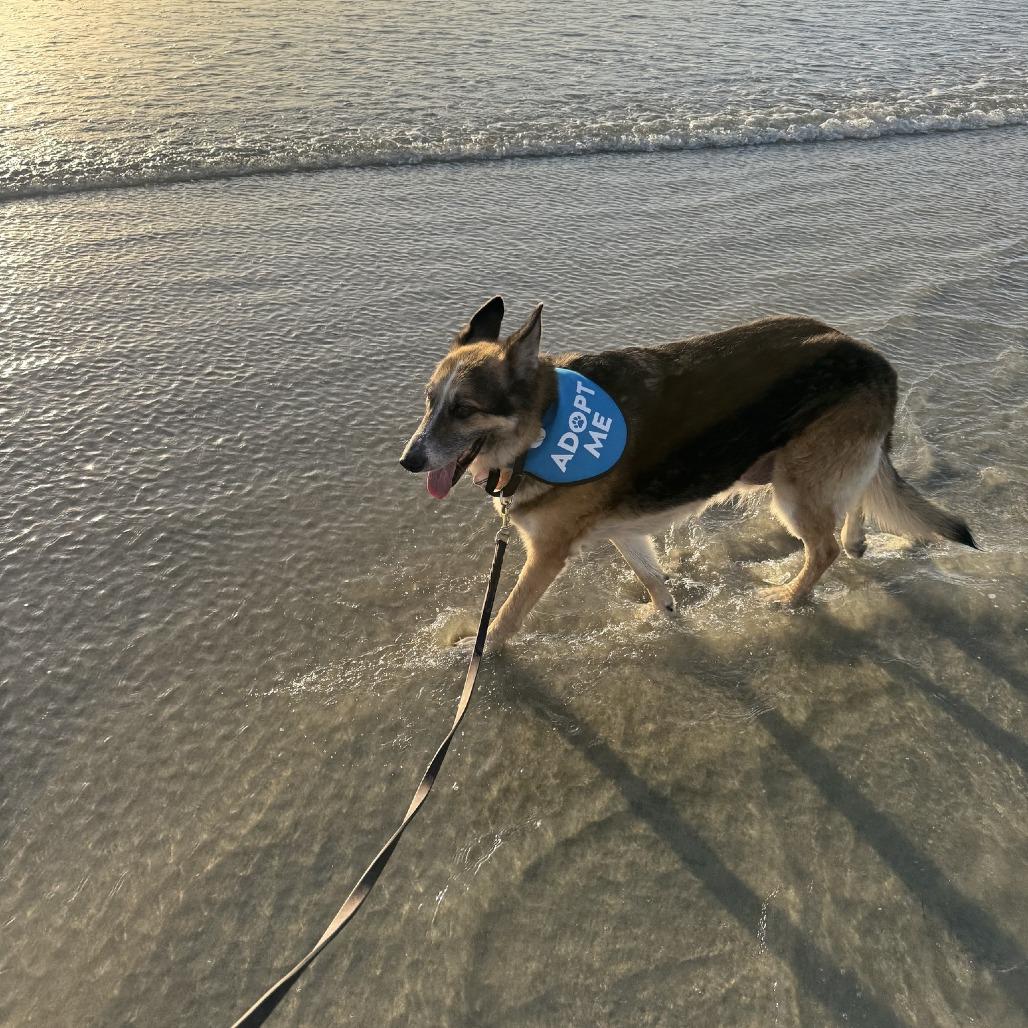 Novi — thumbnail 6