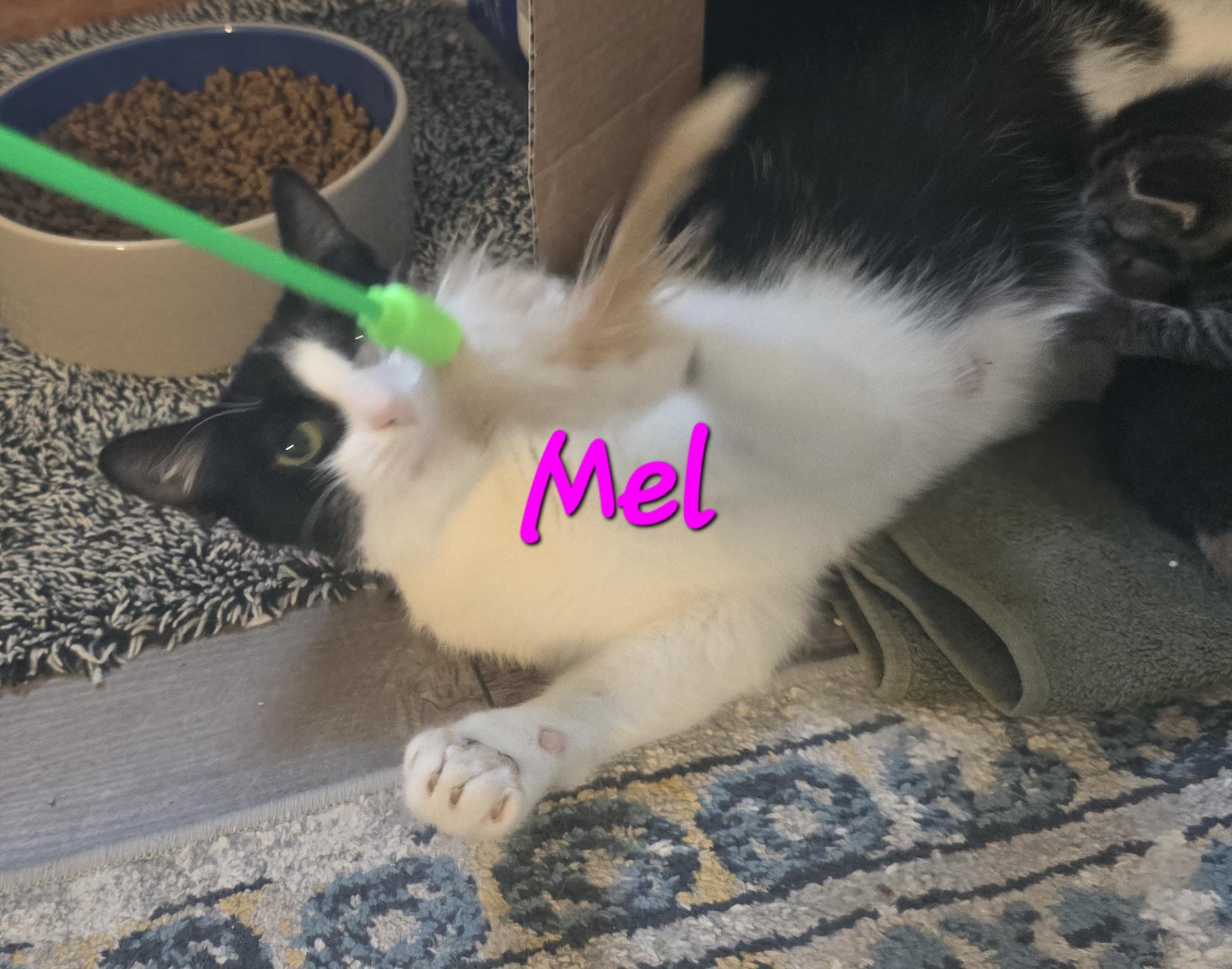 Mel 3