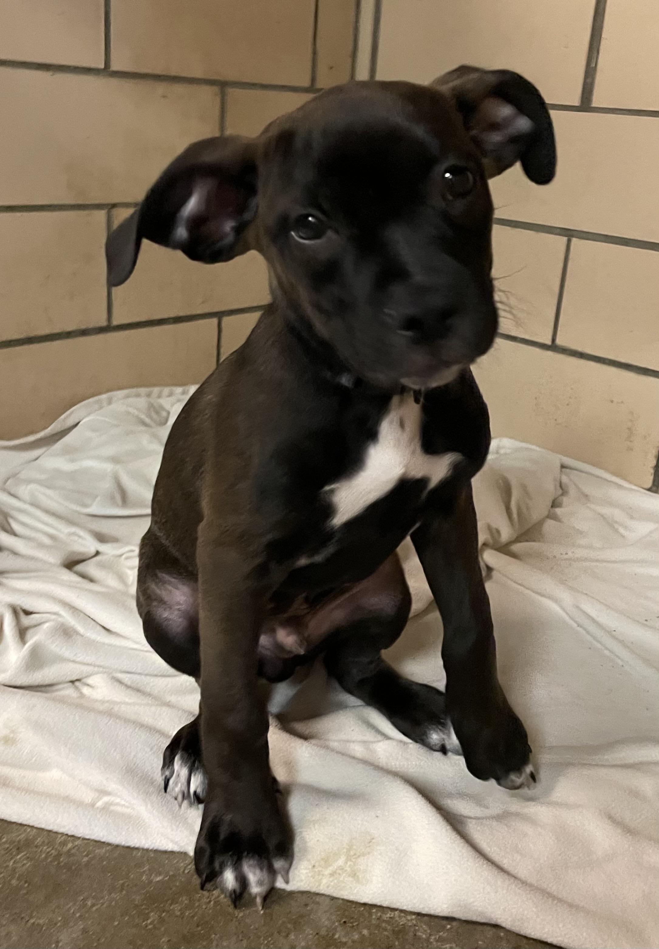 Rolo ADOPTED, an adopted mixed breed in Canton, OH image 4/4