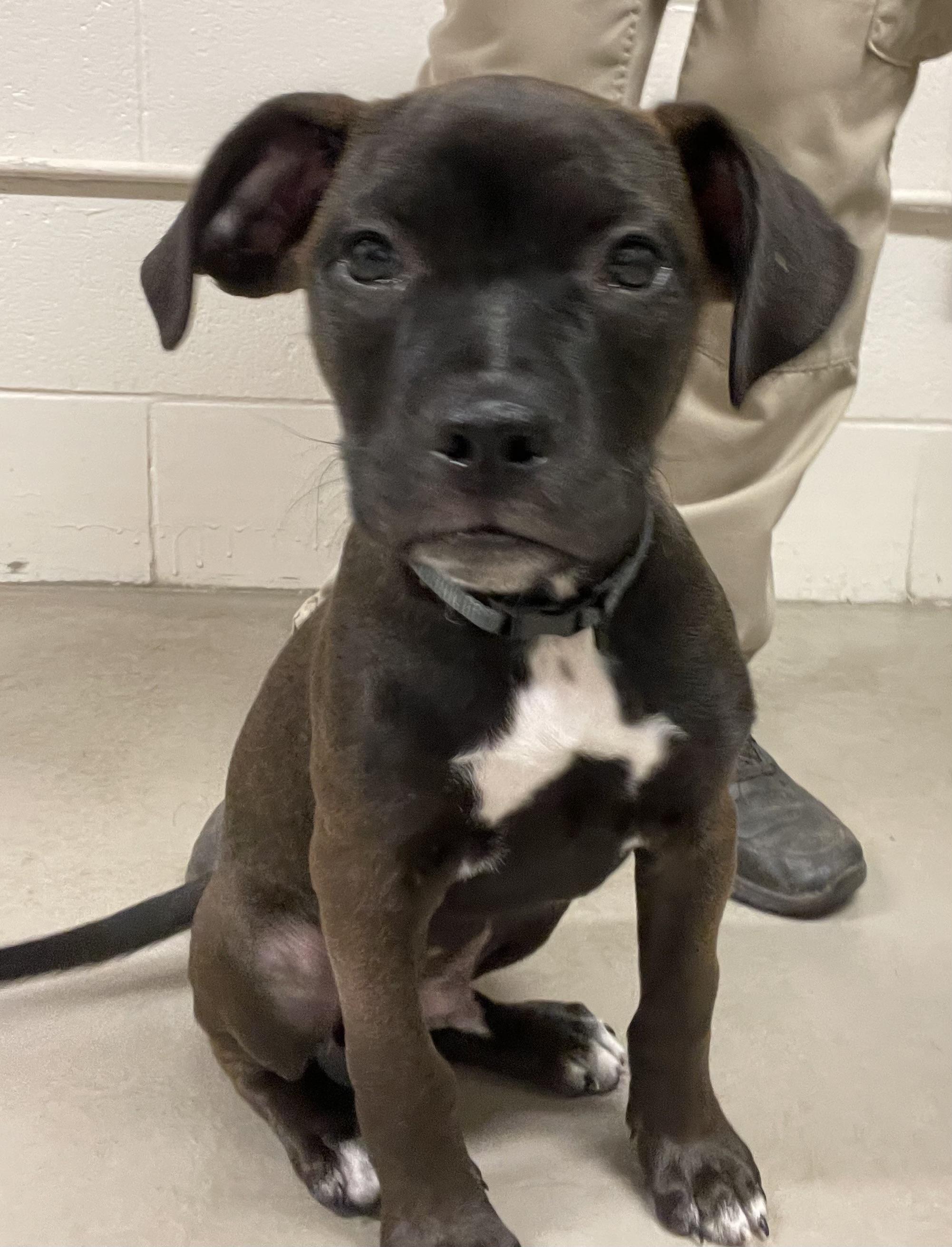 Rolo ADOPTED, adopted, Puppy Male Retriever & American Staffordshire Terrier.