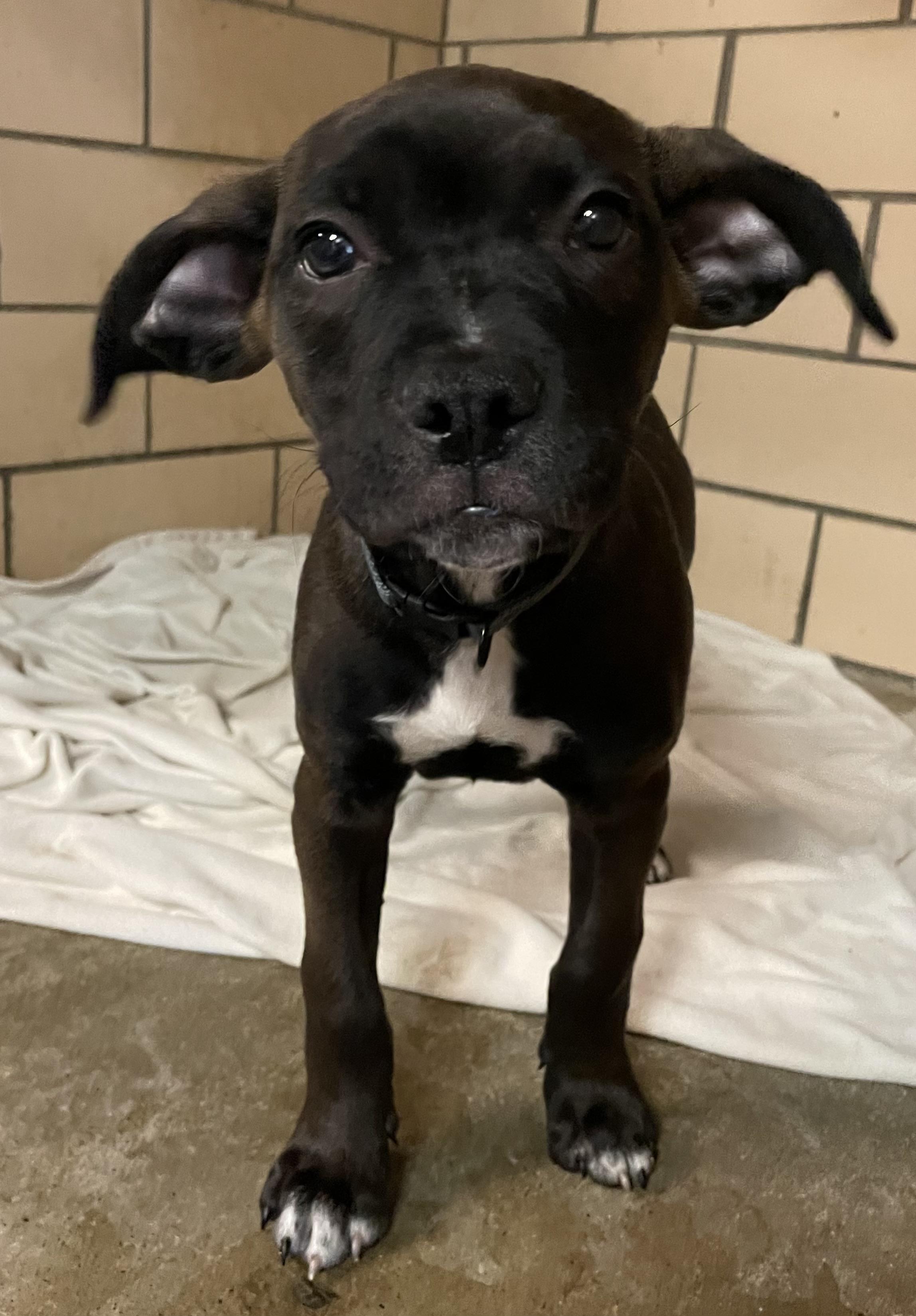 Rolo ADOPTED, an adopted mixed breed in Canton, OH image 3/4