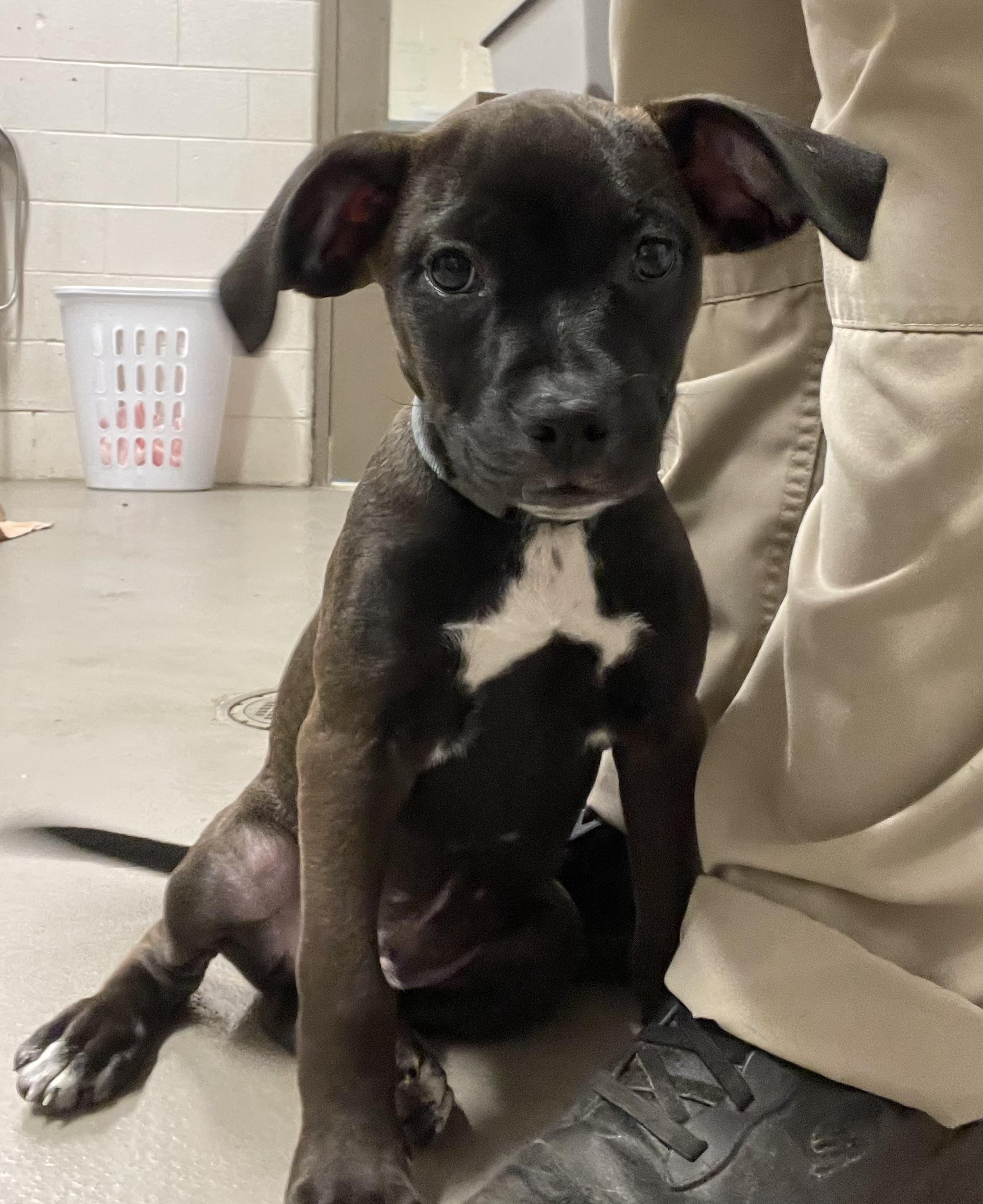 Rolo ADOPTED, an adopted mixed breed in Canton, OH image 2/4