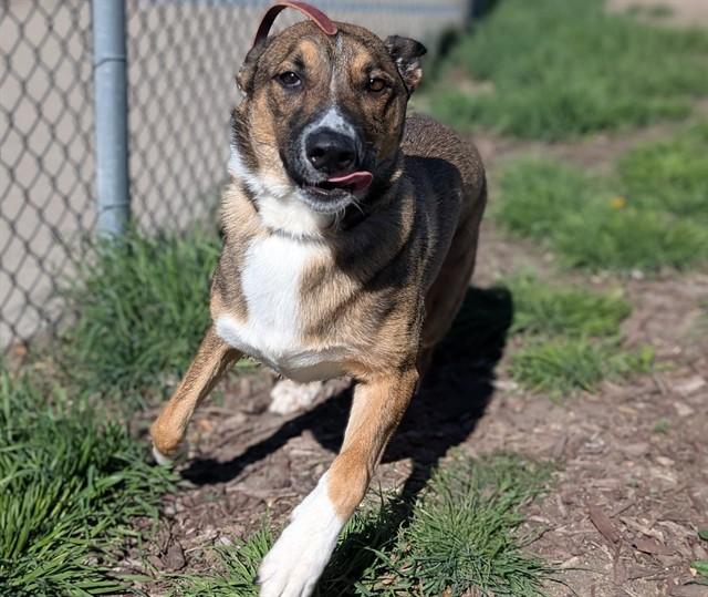 DIXIE, Adoptable, Young Female German Shepherd Dog & Mixed Breed.