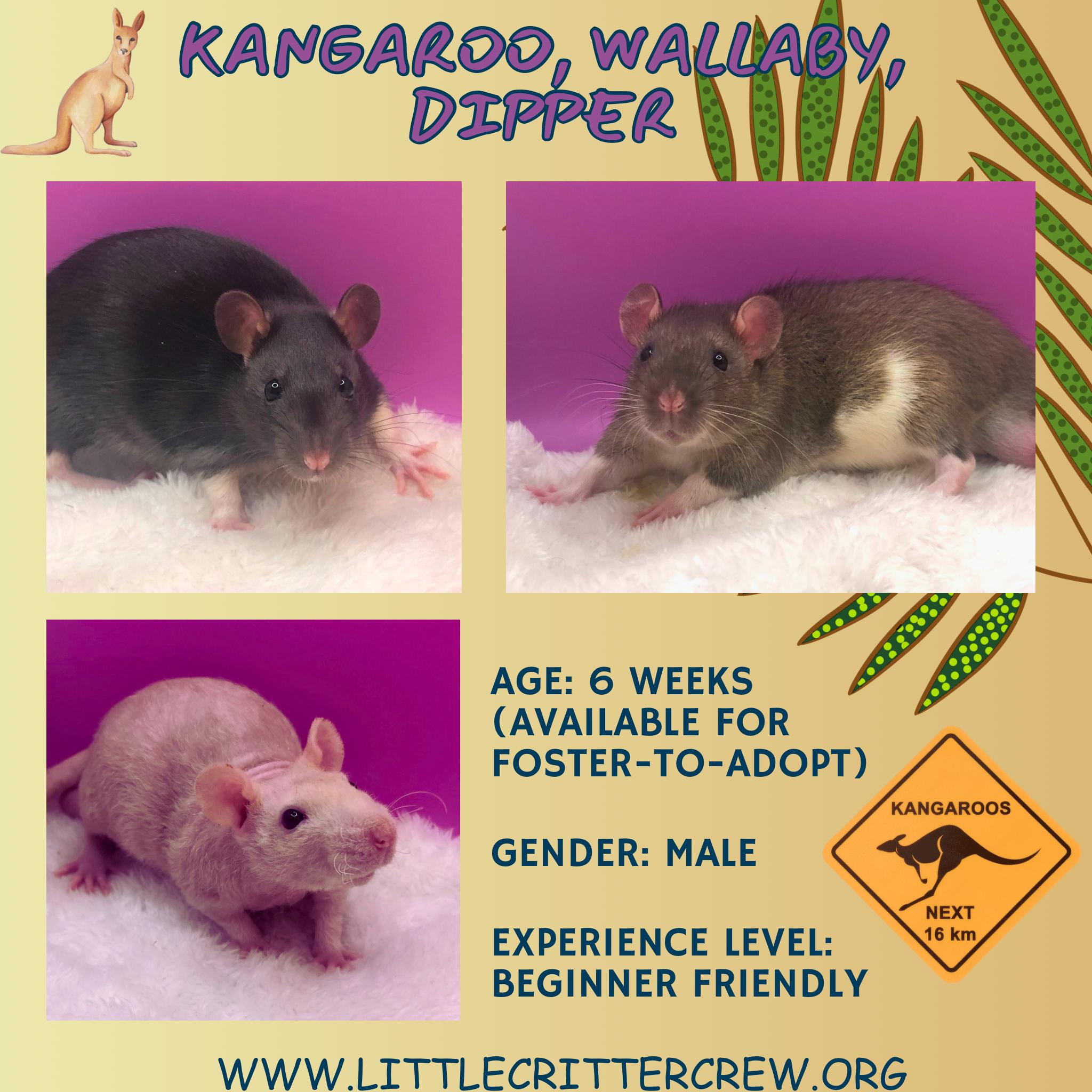 Enlarge Kangaroo, Wallaby & Dipper, a Adoptable Rat in Eugene, OR image 1/1