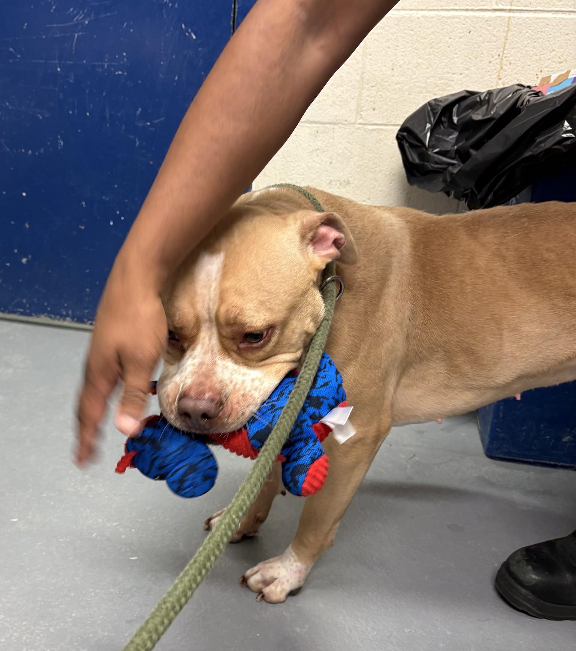 Daisy, a ADOPTABLE mixed breed in Ashland, VA image 4/6
