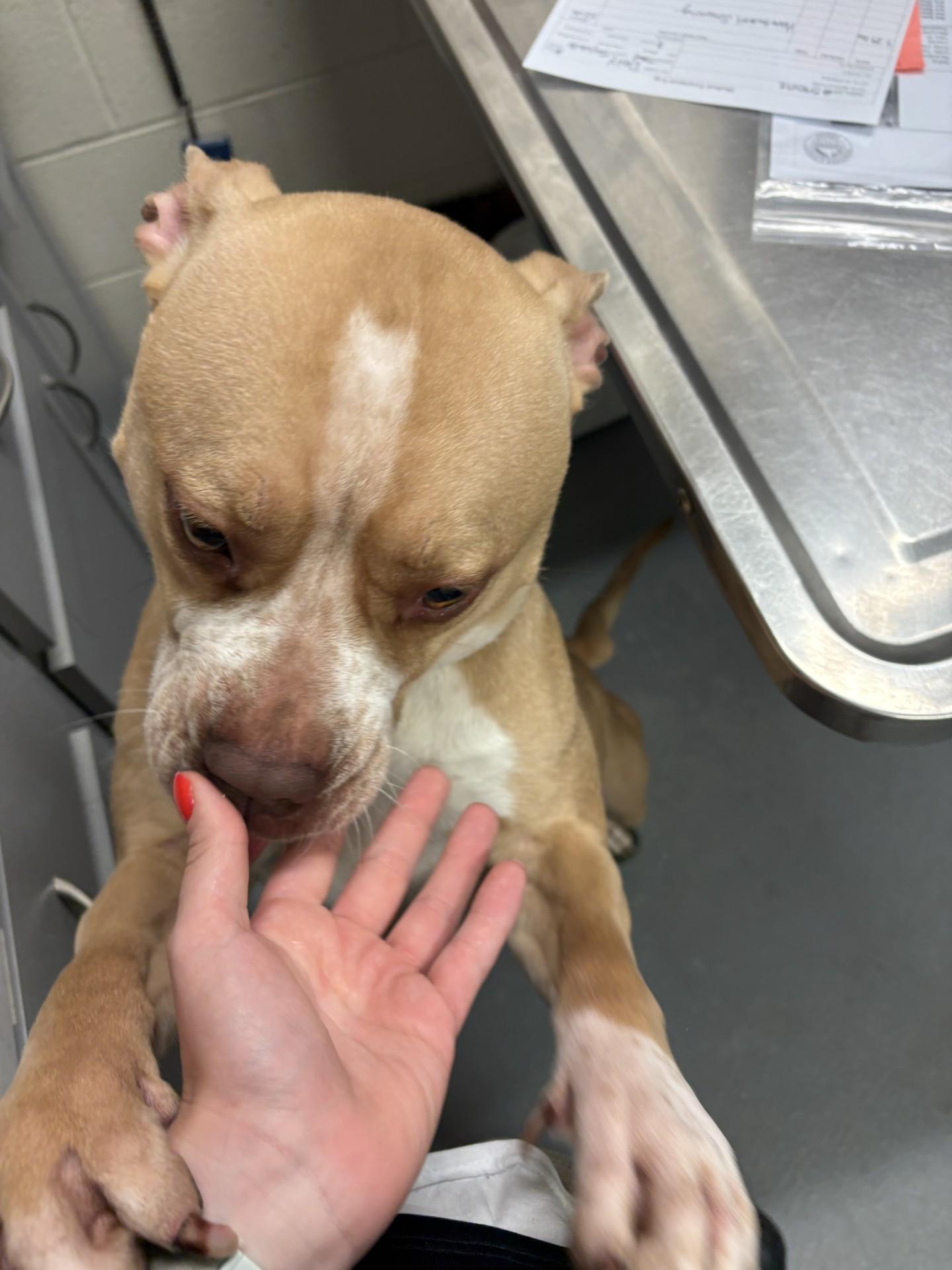 Daisy, a ADOPTABLE mixed breed in Ashland, VA image 6/6