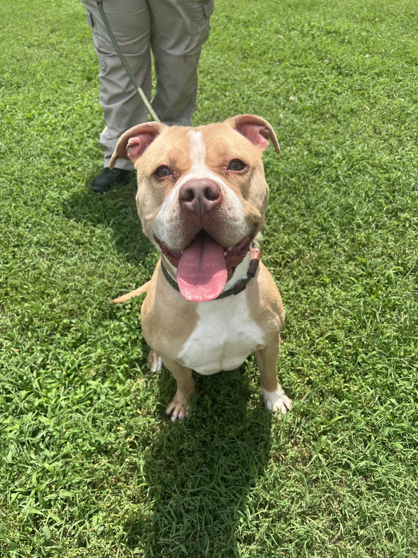 Daisy, a ADOPTABLE mixed breed in Ashland, VA image 2/6