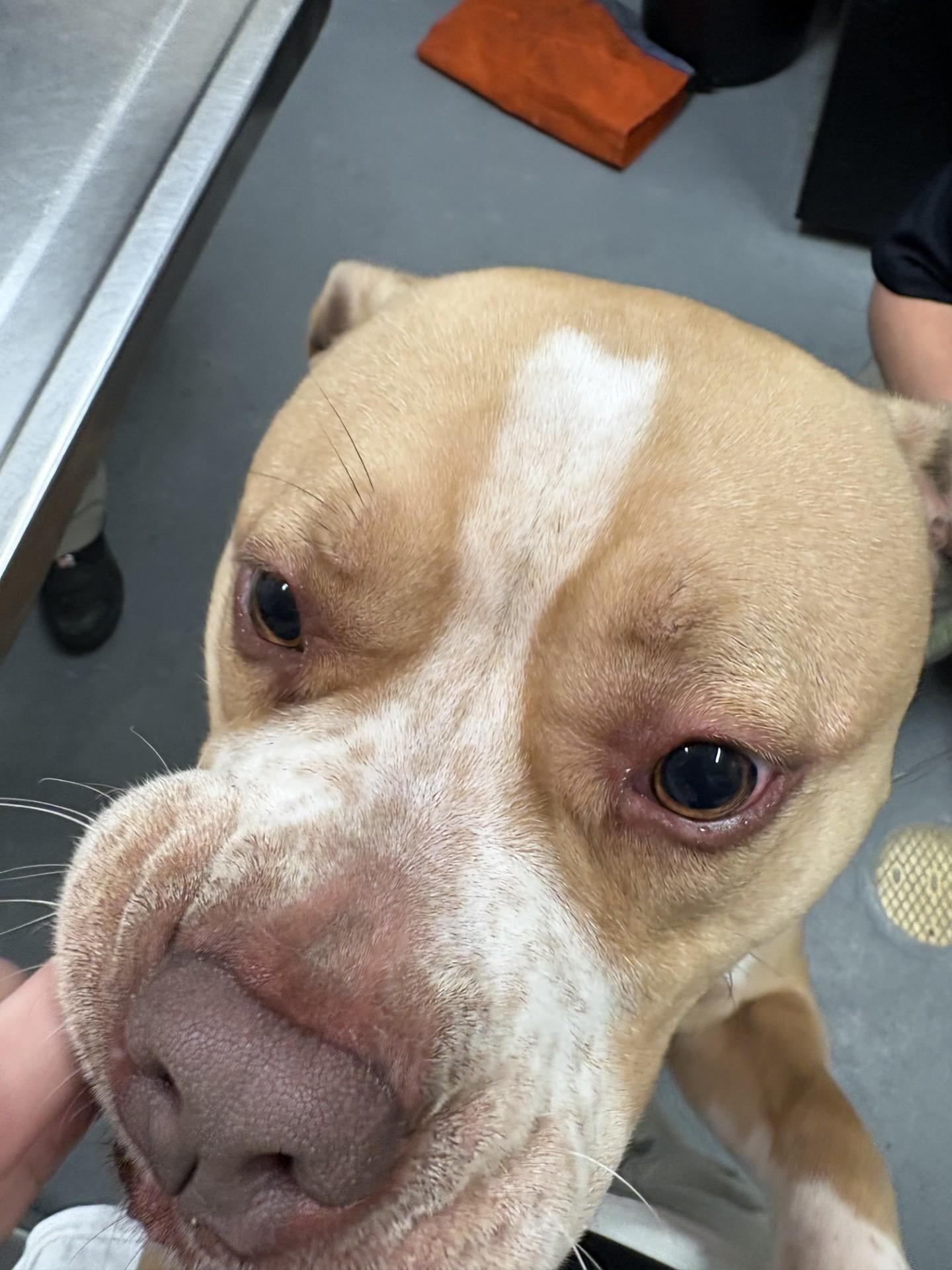 Daisy, a ADOPTABLE mixed breed in Ashland, VA image 3/6