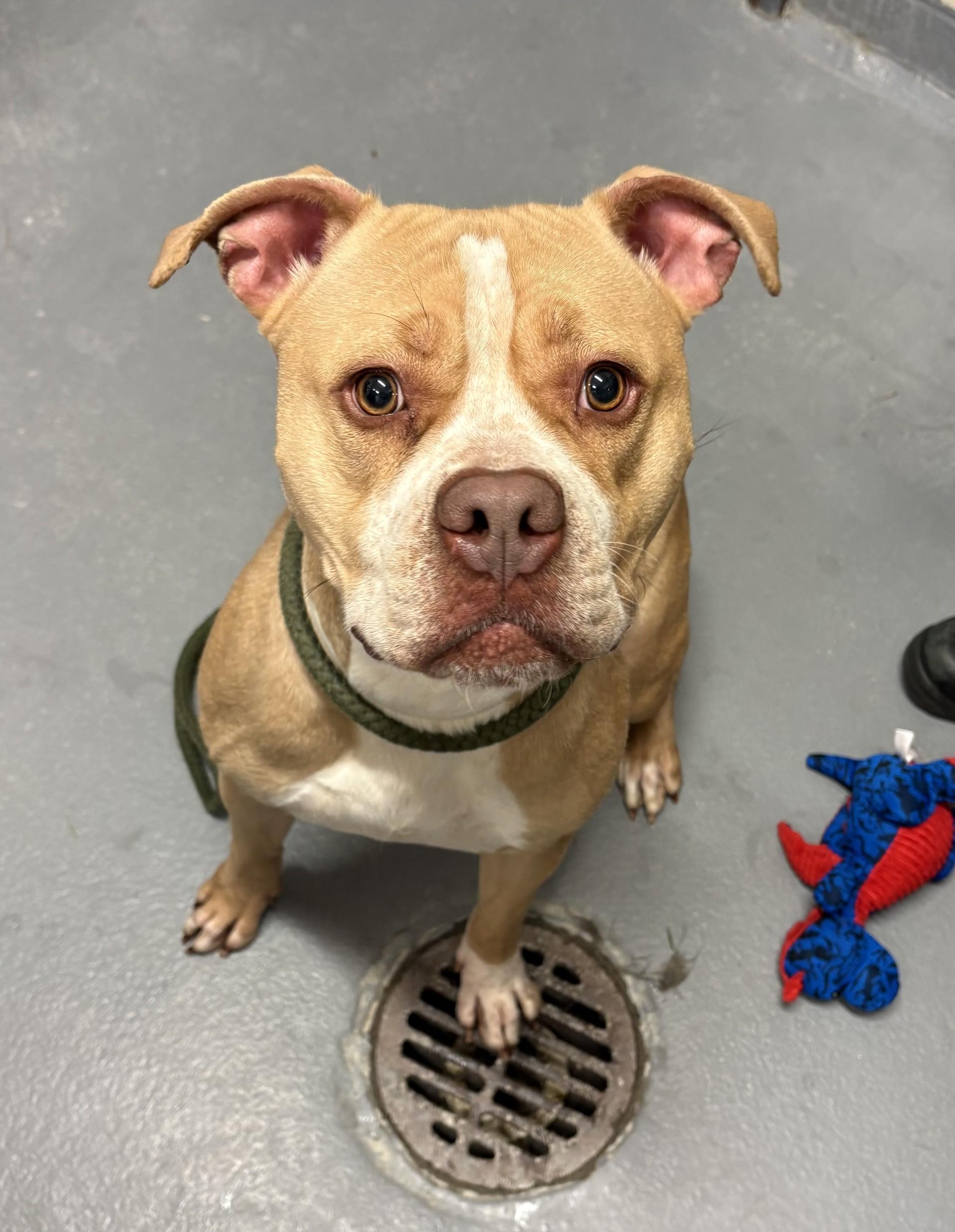 Daisy, a ADOPTABLE mixed breed in Ashland, VA image 5/6