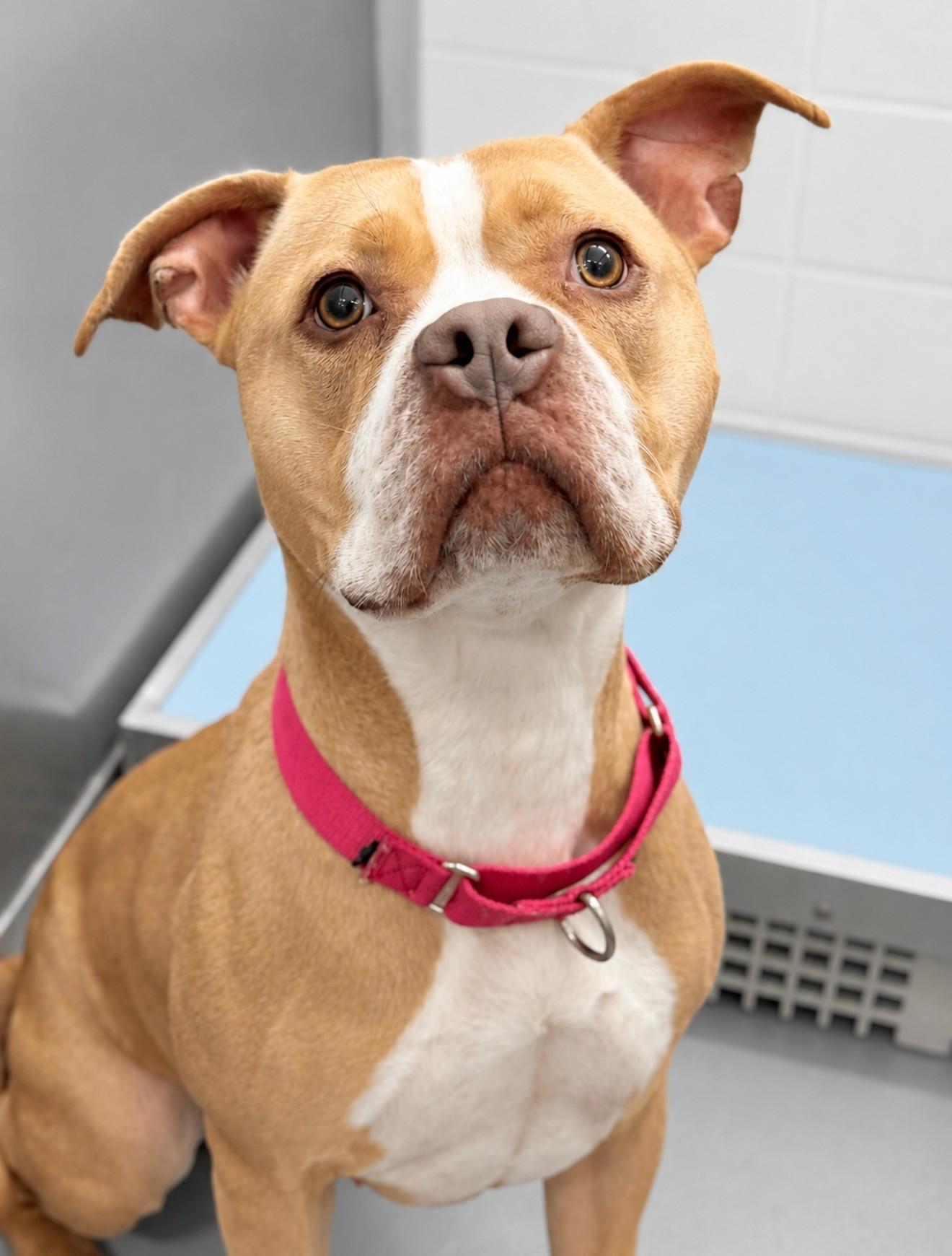 Daisy, a ADOPTABLE mixed breed in Ashland, VA image 1/6