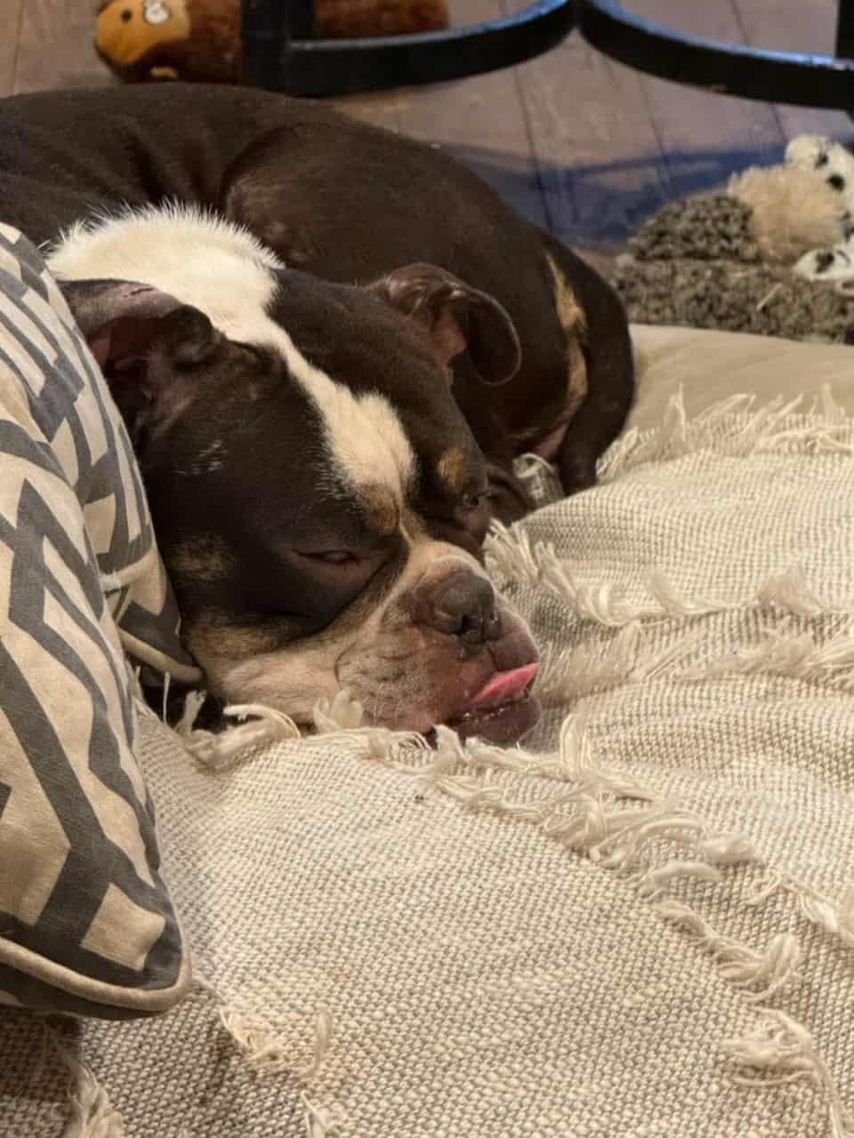 Cleo, Adoptable, Adult Female Bulldog.