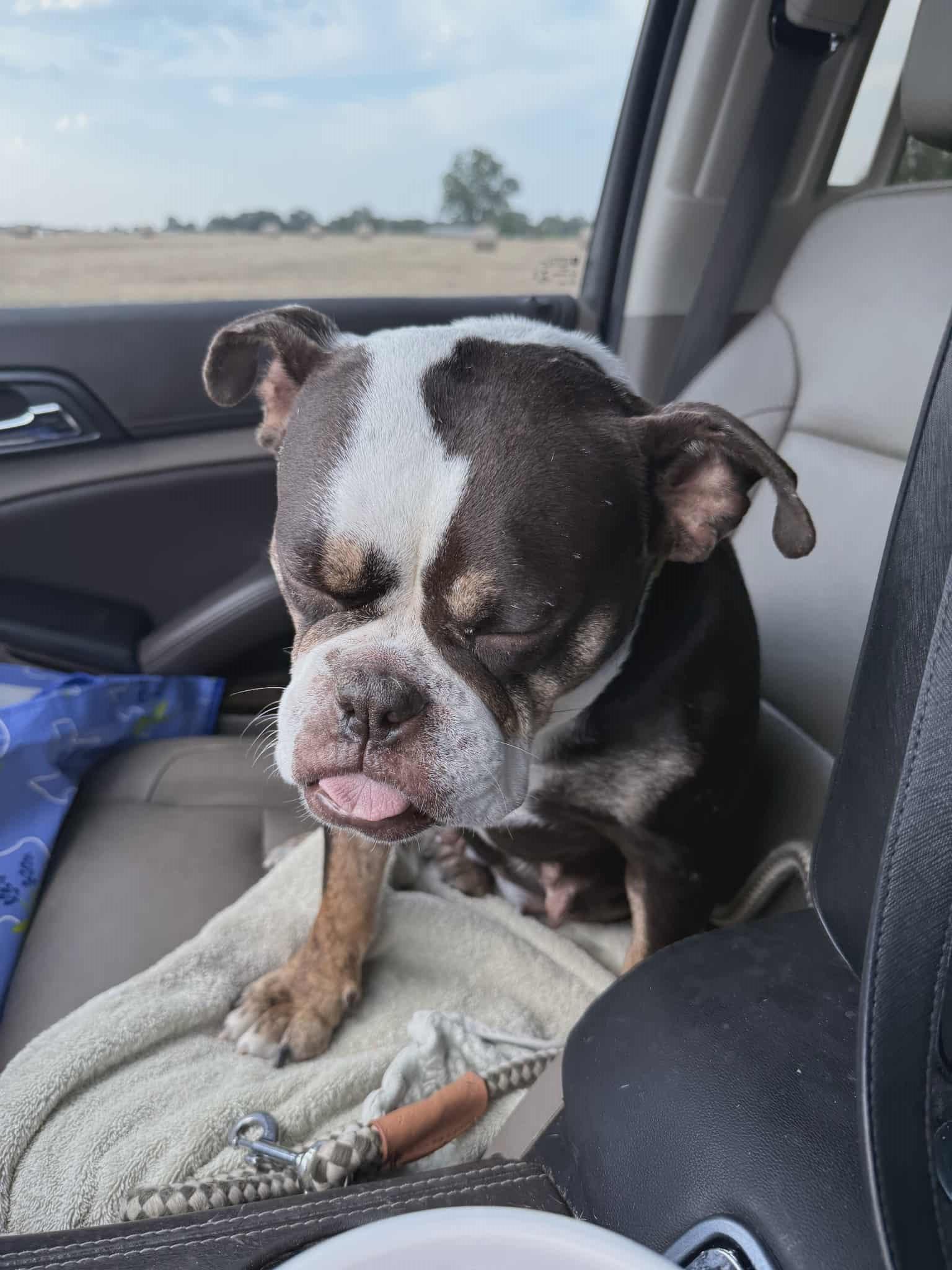 Cleo, a Adoptable Bulldog in Grandview, TX image 2/3